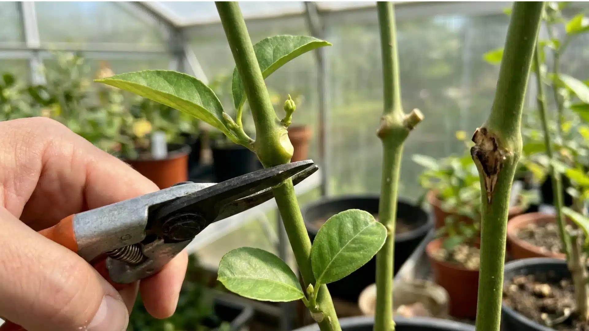 hand using pruning shears to cut plant stem above leaf node in a greenhouse