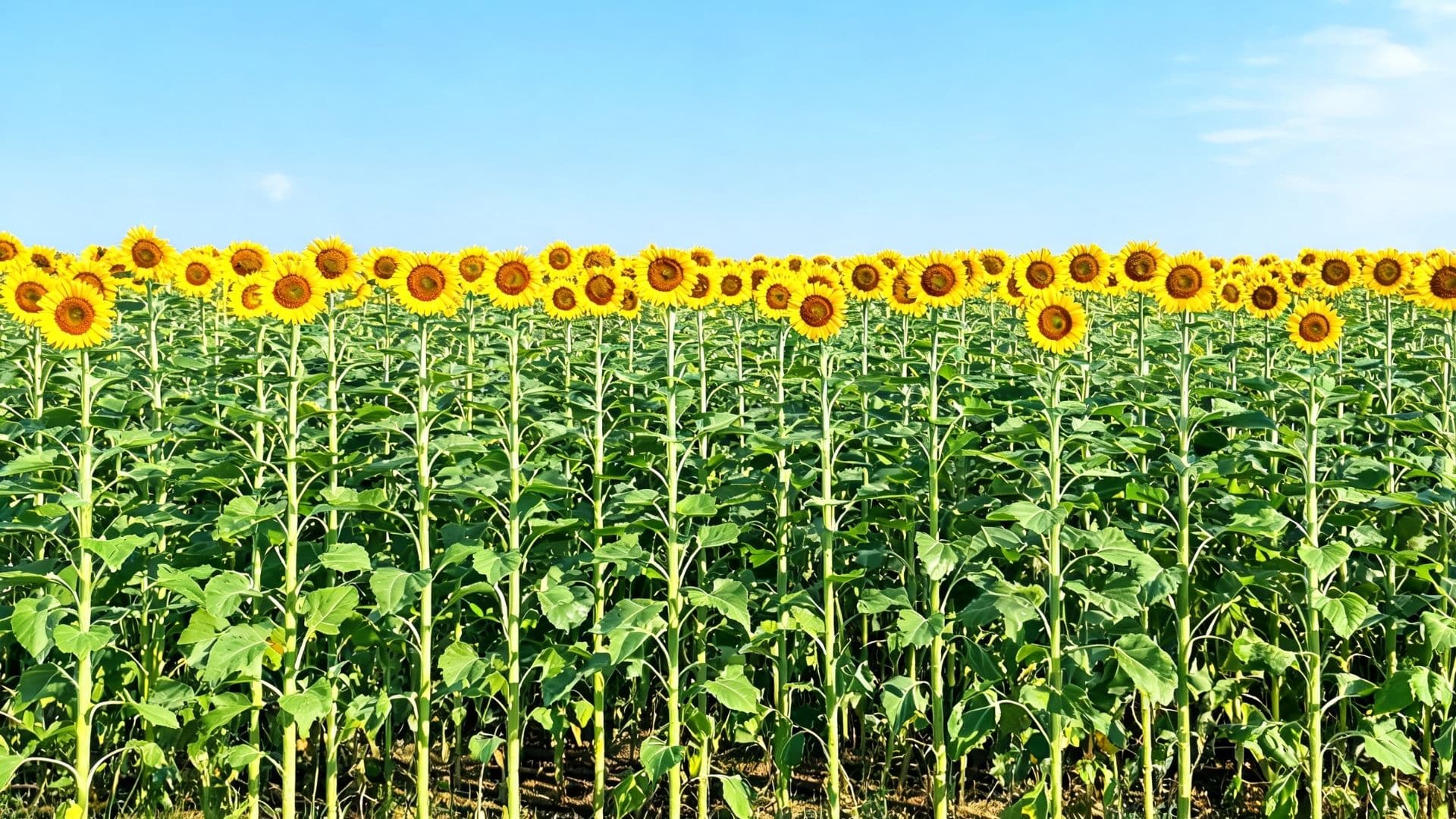 sunflower field with rows of tall green plants yellow blooms and clear blue sky in a bright outdoor landscape