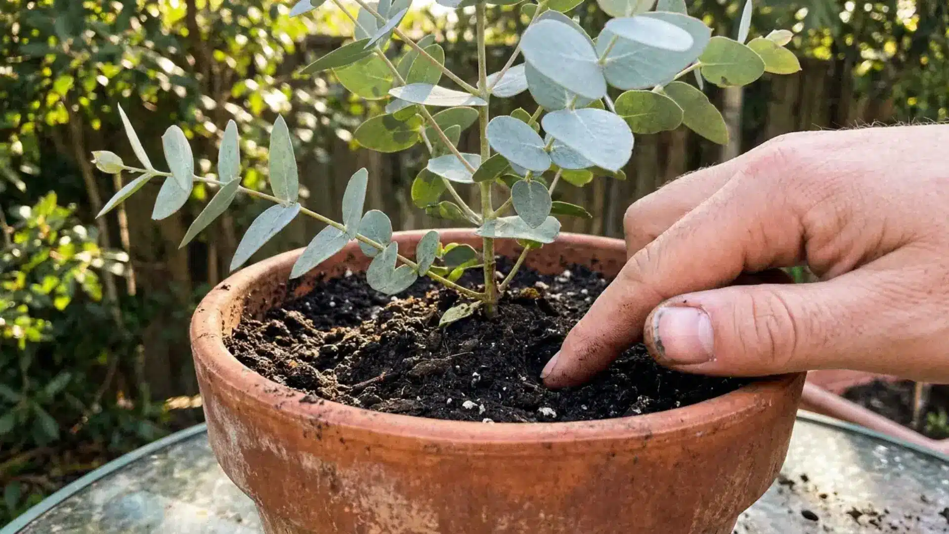 finger testing soil moisture in a terracotta pot with young eucalyptus plant
