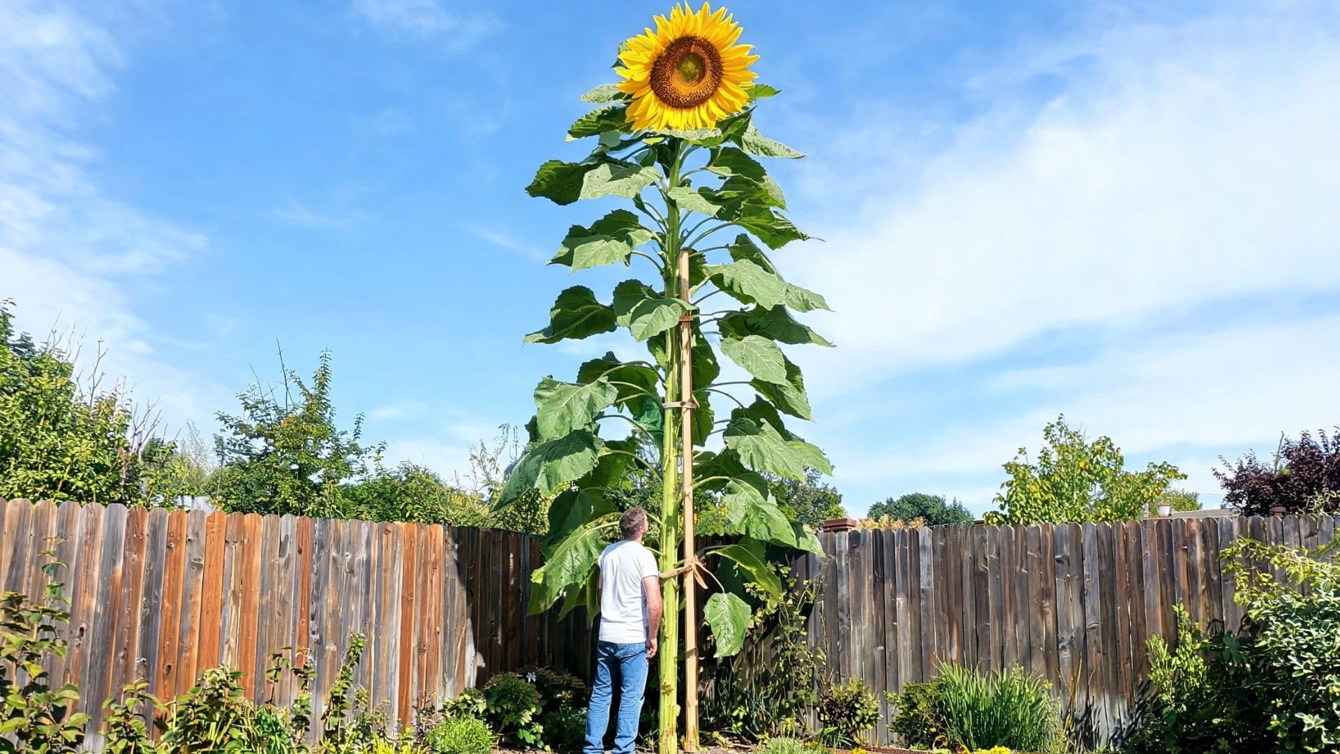 tall sunflower growing in a backyard garden with green leaves wooden fence and clear blue sky background