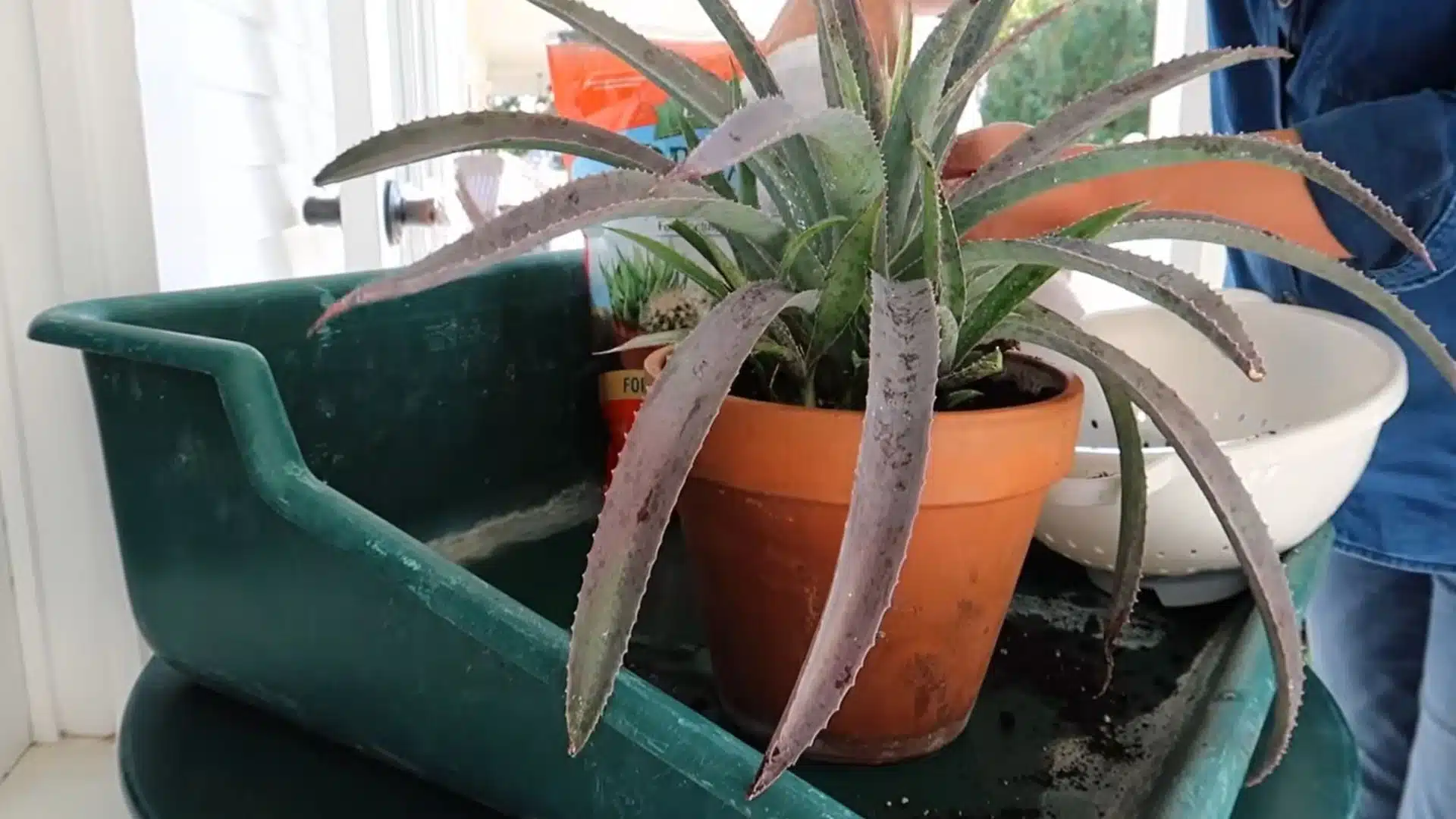 treated plant placed in clean pot after removing mealybugs and replacing contaminated soil