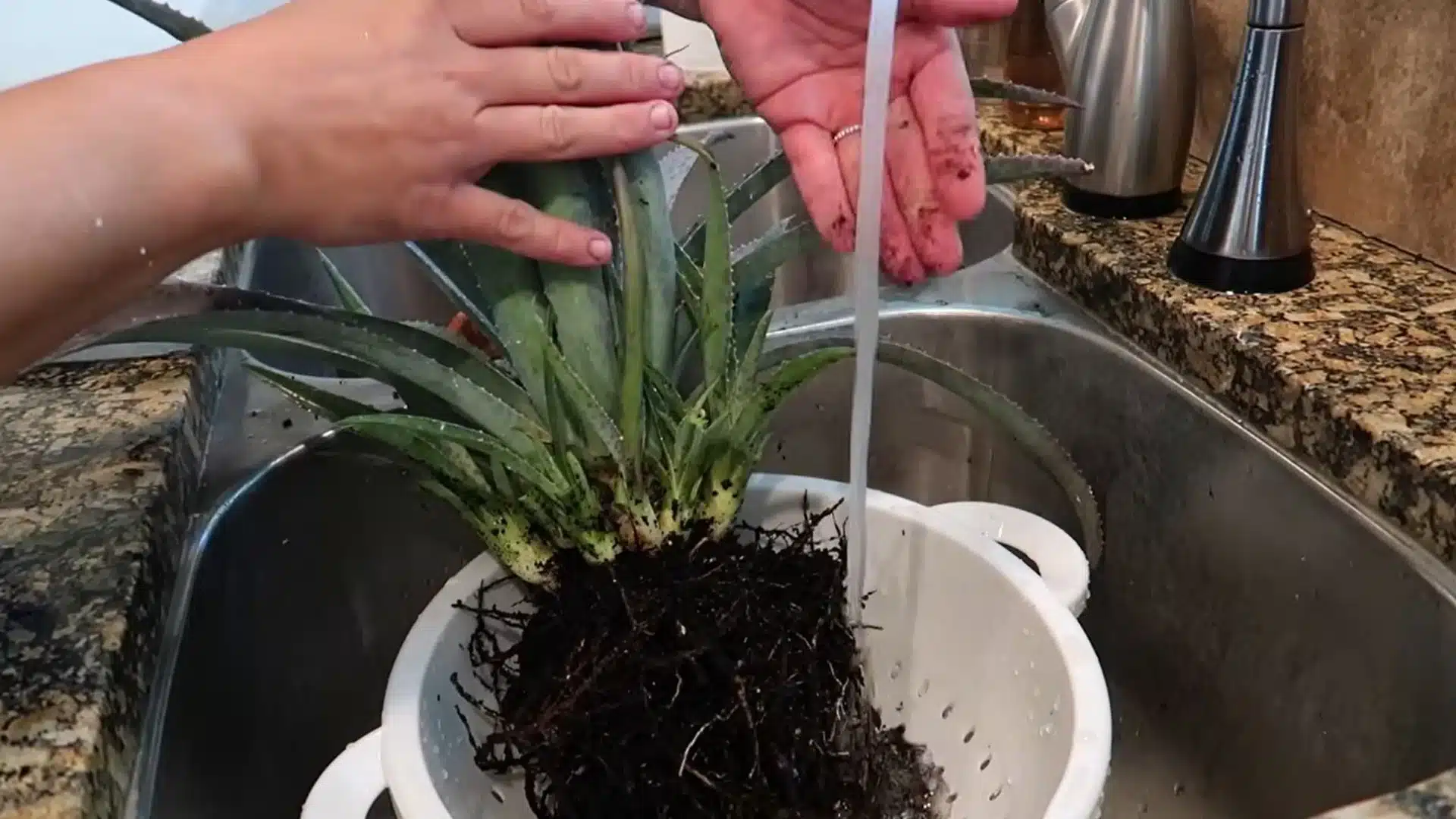 washing plant roots under running water to remove mealybugs during repotting treatment process