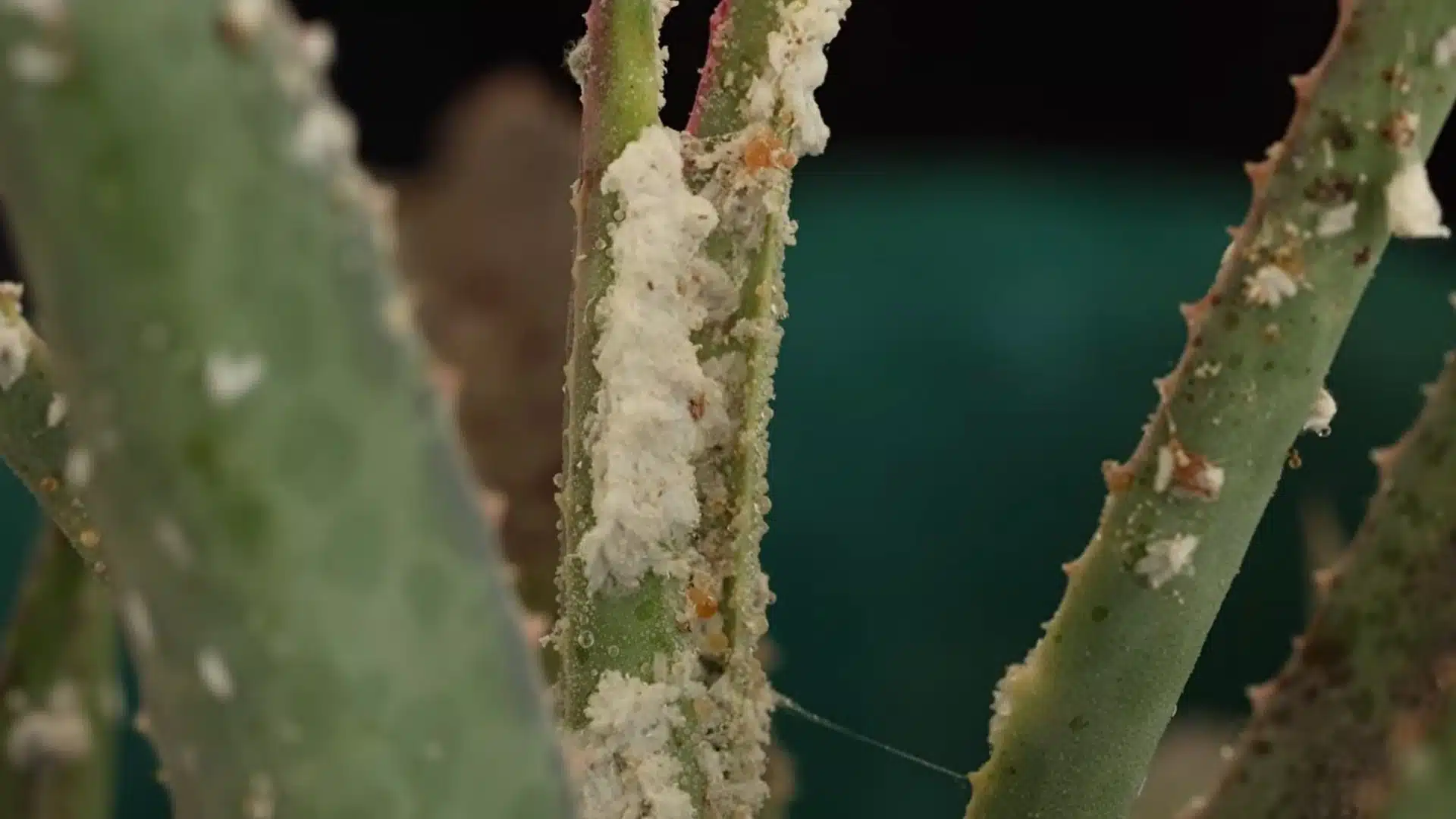 white mealybugs clustered on green plant stems showing visible pest infestation on leaves and branches