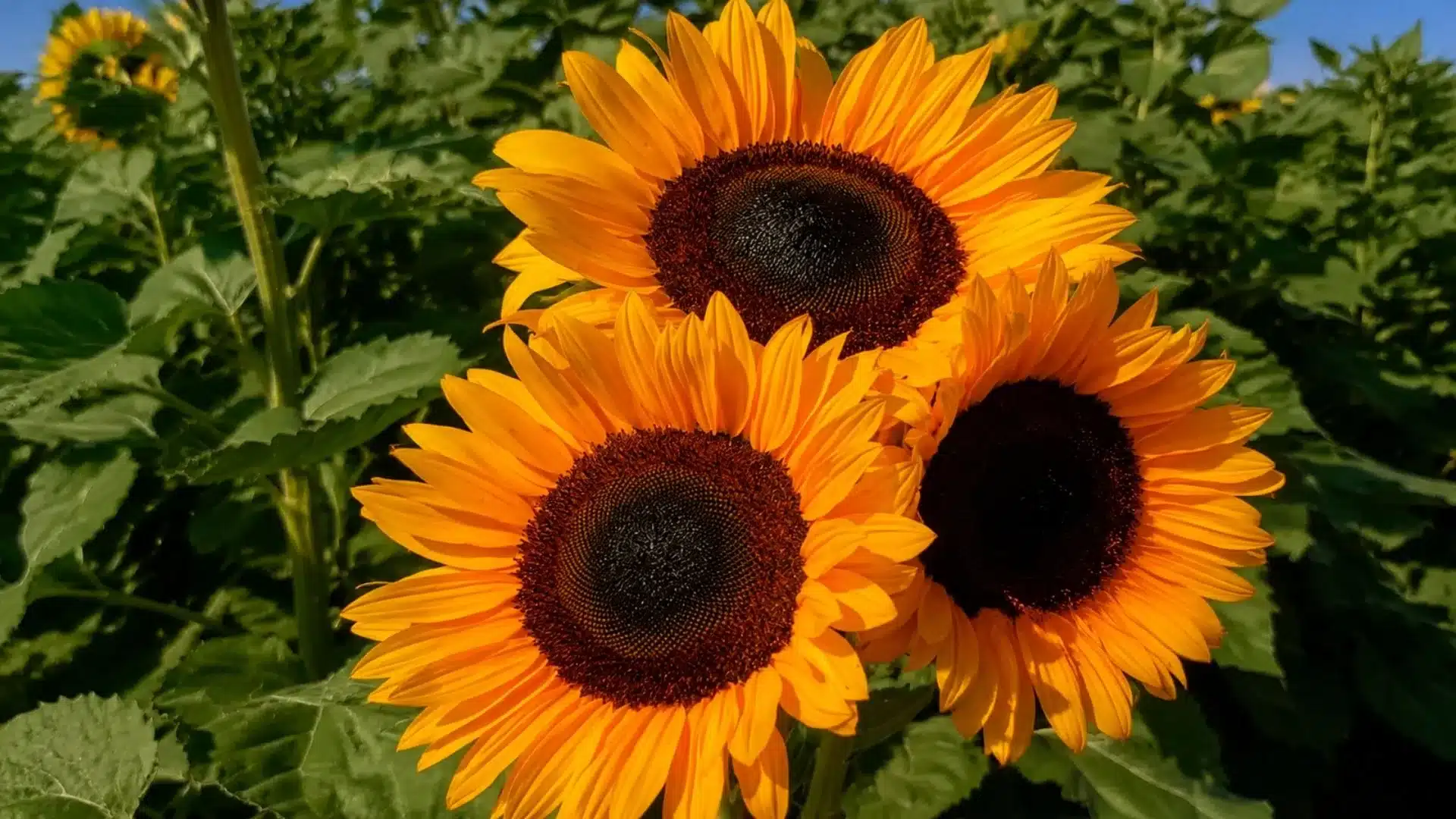 three orange sunflowers with dark centers blooming among green leaves in a sunny garden field background