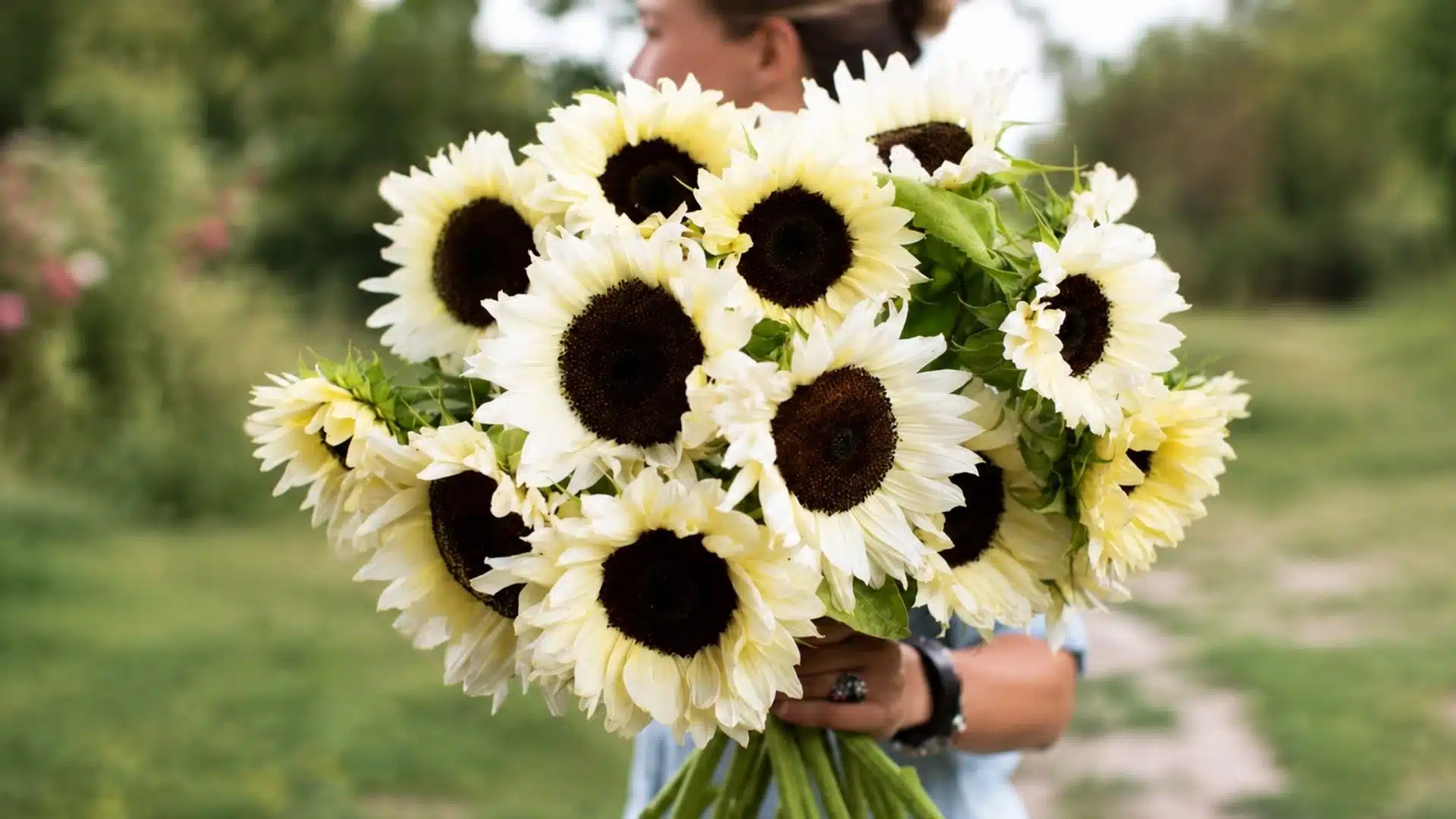 white sunflowers with dark centers held in a bouquet against a blurred green garden background