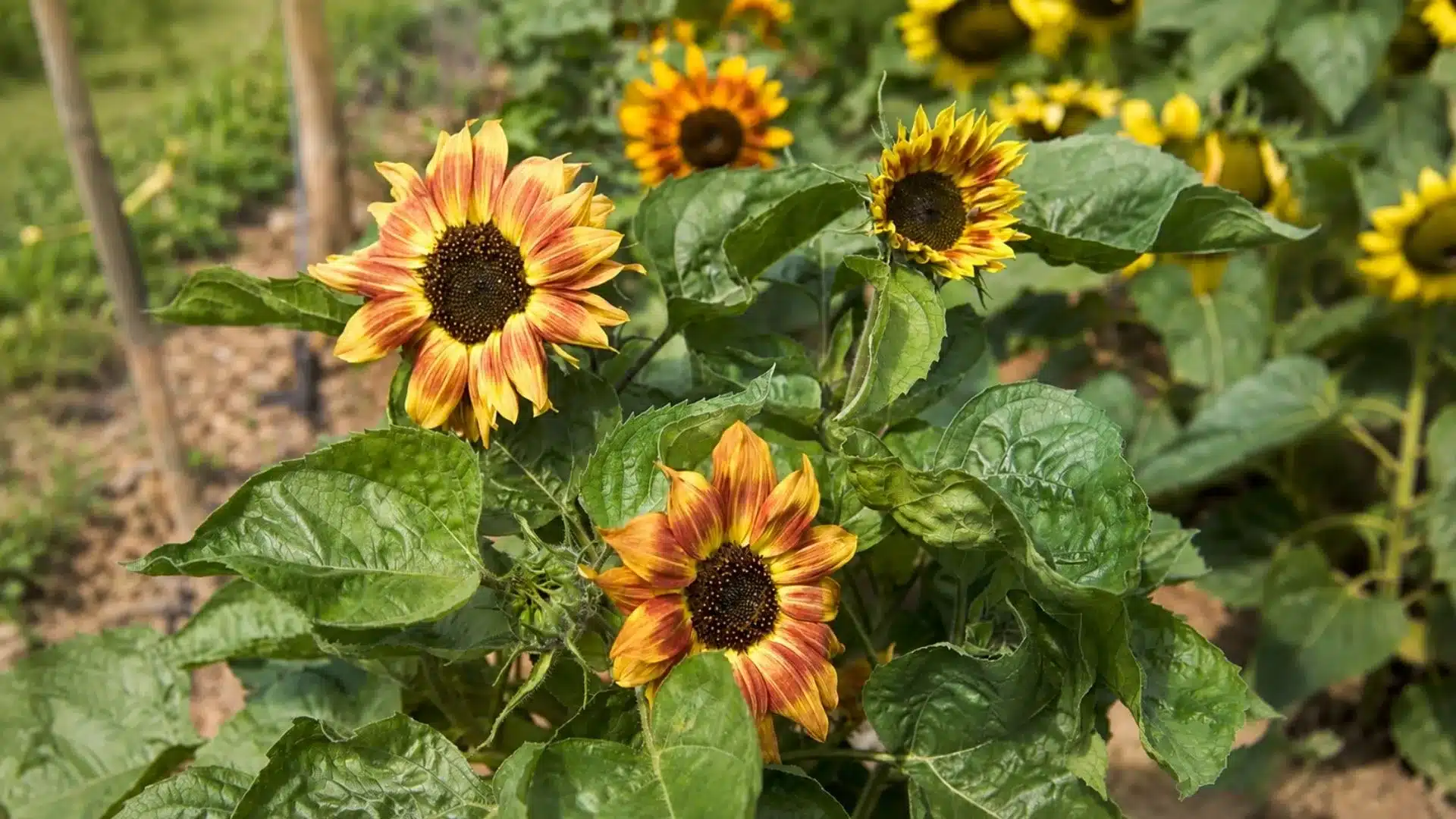 yellow and orange sunflowers with dark centers growing among green leaves in a garden field background