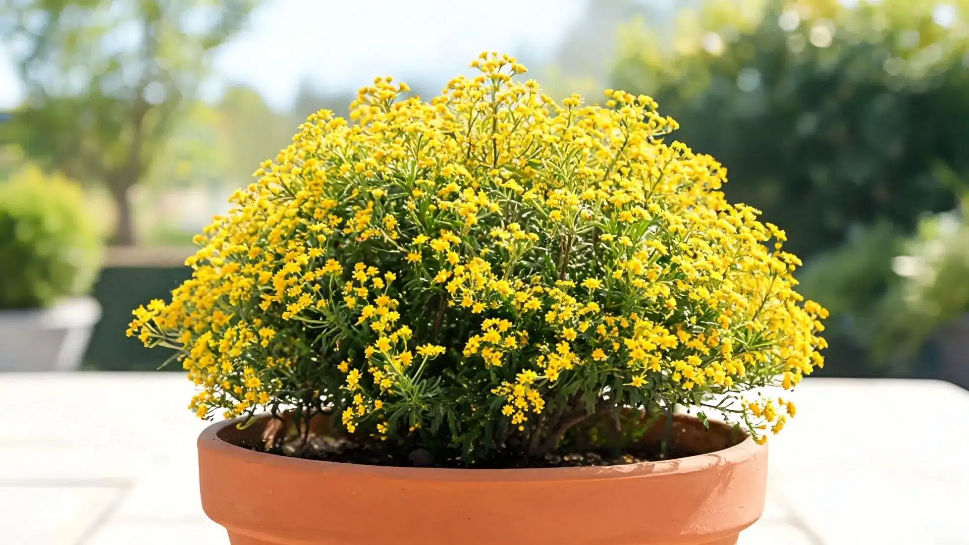 yellow flowering plant with dense green foliage growing in a terracotta pot with a blurred garden background