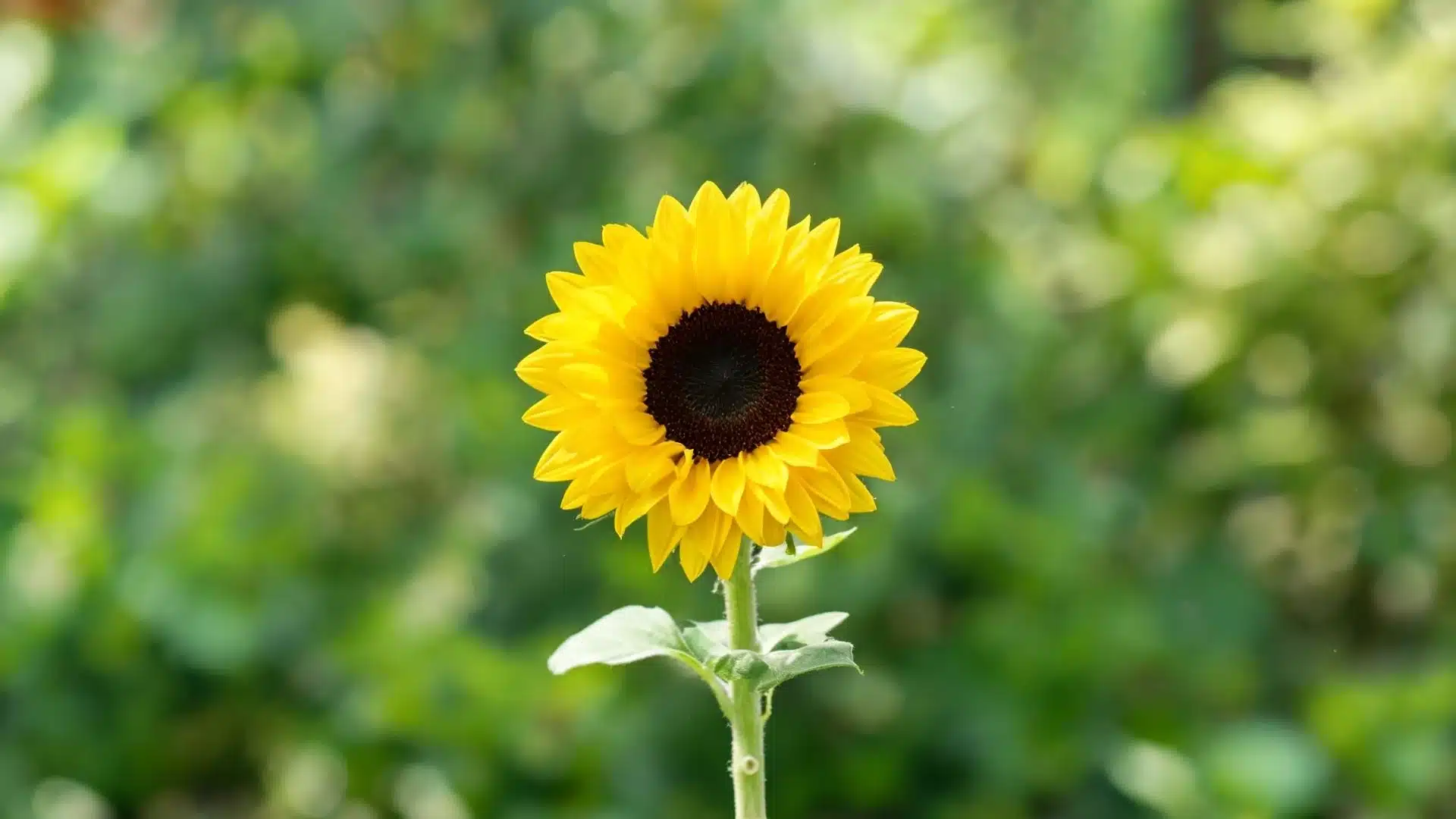 yellow sunflower with dark center and green stem against a soft blurred garden background with natural light