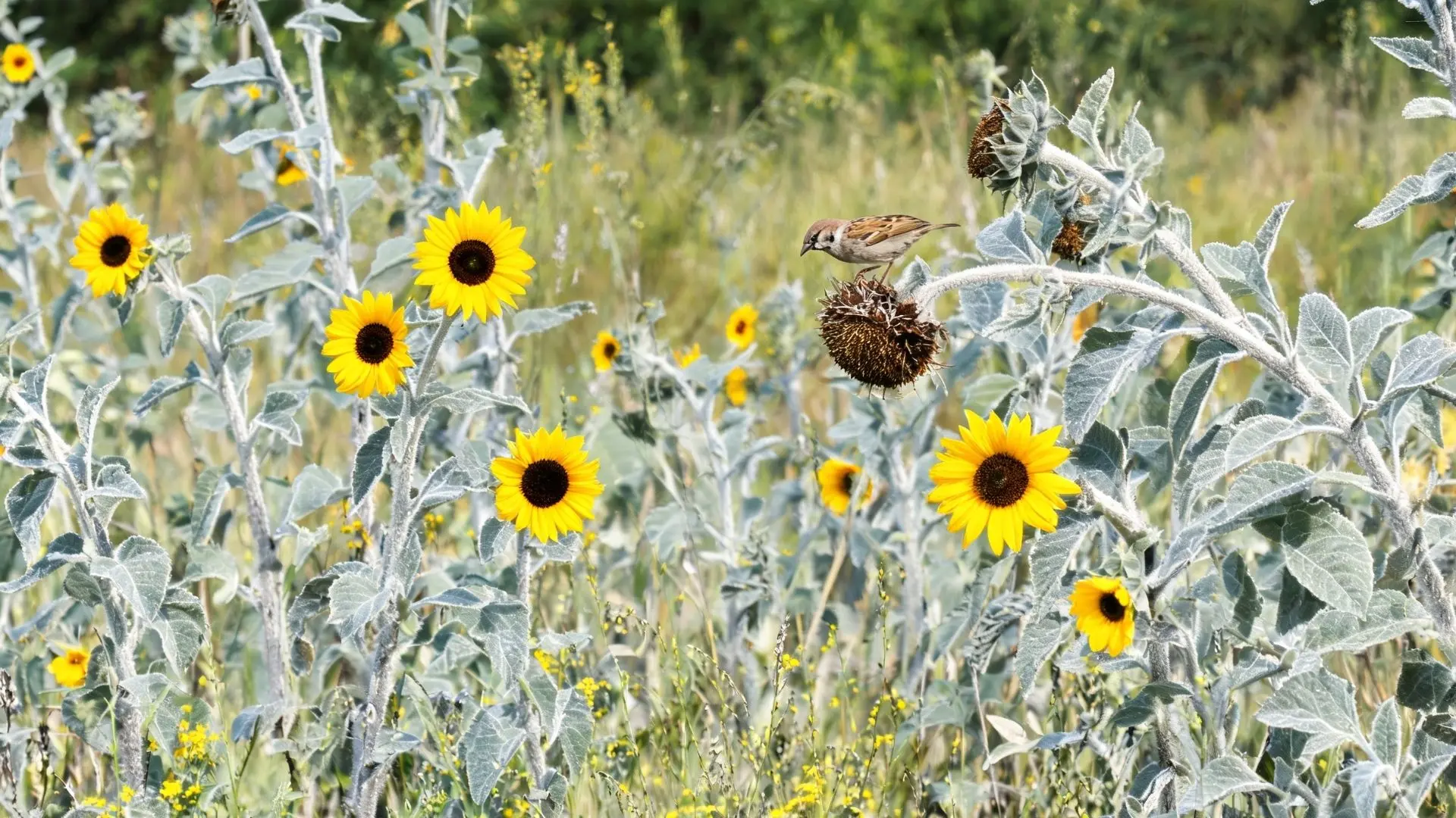 yellow sunflowers growing among silver green foliage with a small bird perched on a dried sunflower head in a natural field setting