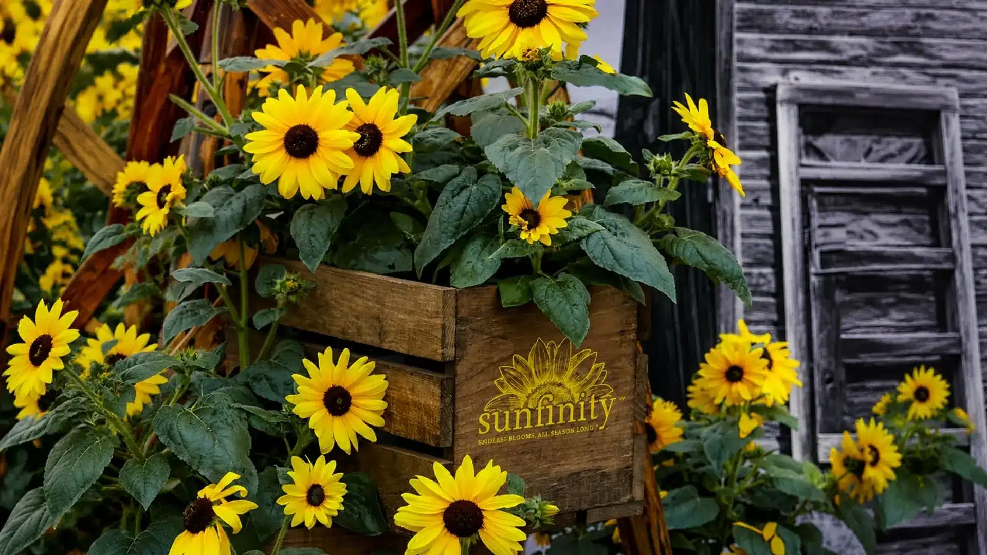 yellow sunflowers growing in a rustic wooden crate with green leaves and a weathered garden background
