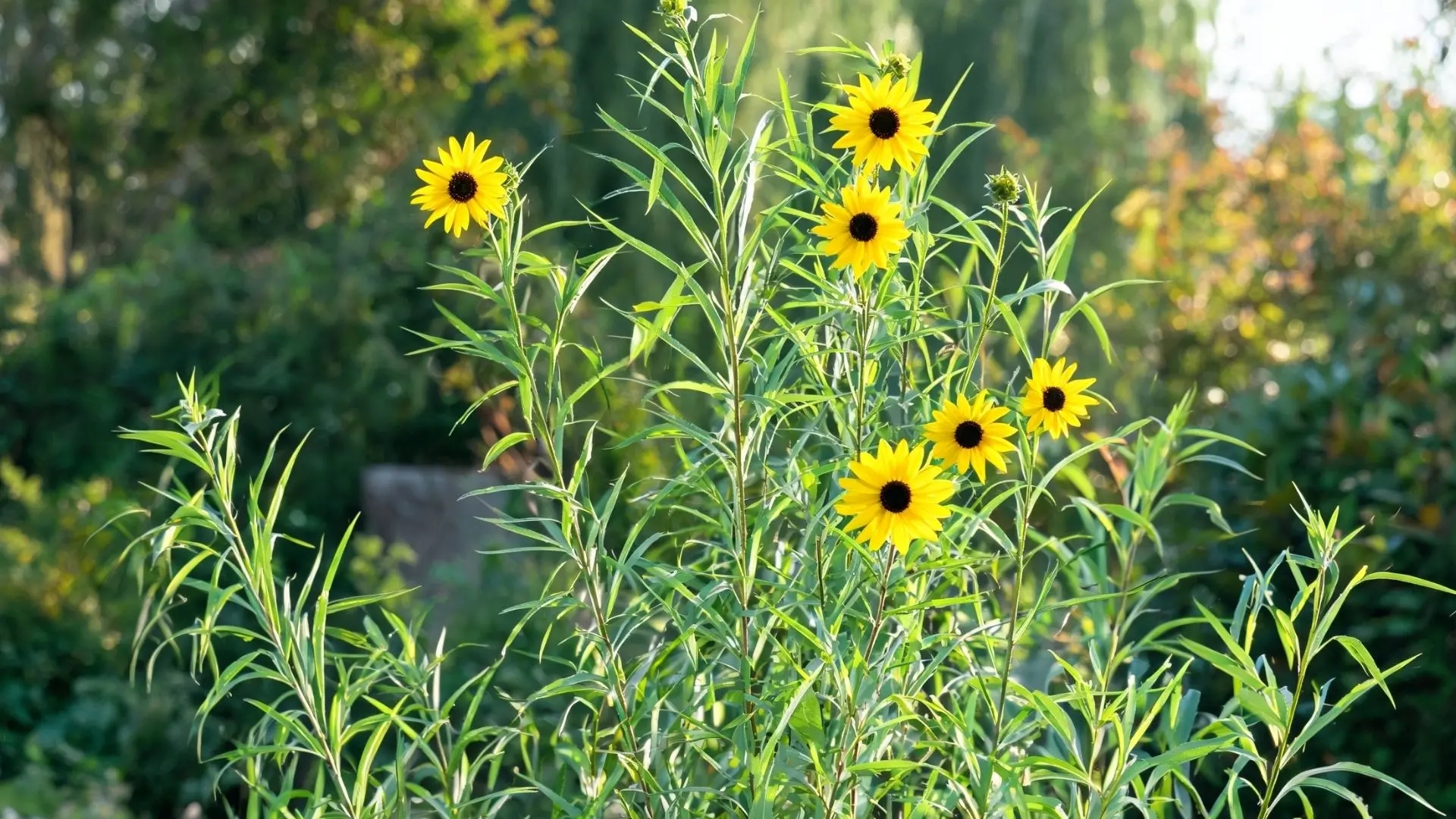 yellow sunflowers with dark centers growing on tall green stems in a lush garden with soft sunlight background