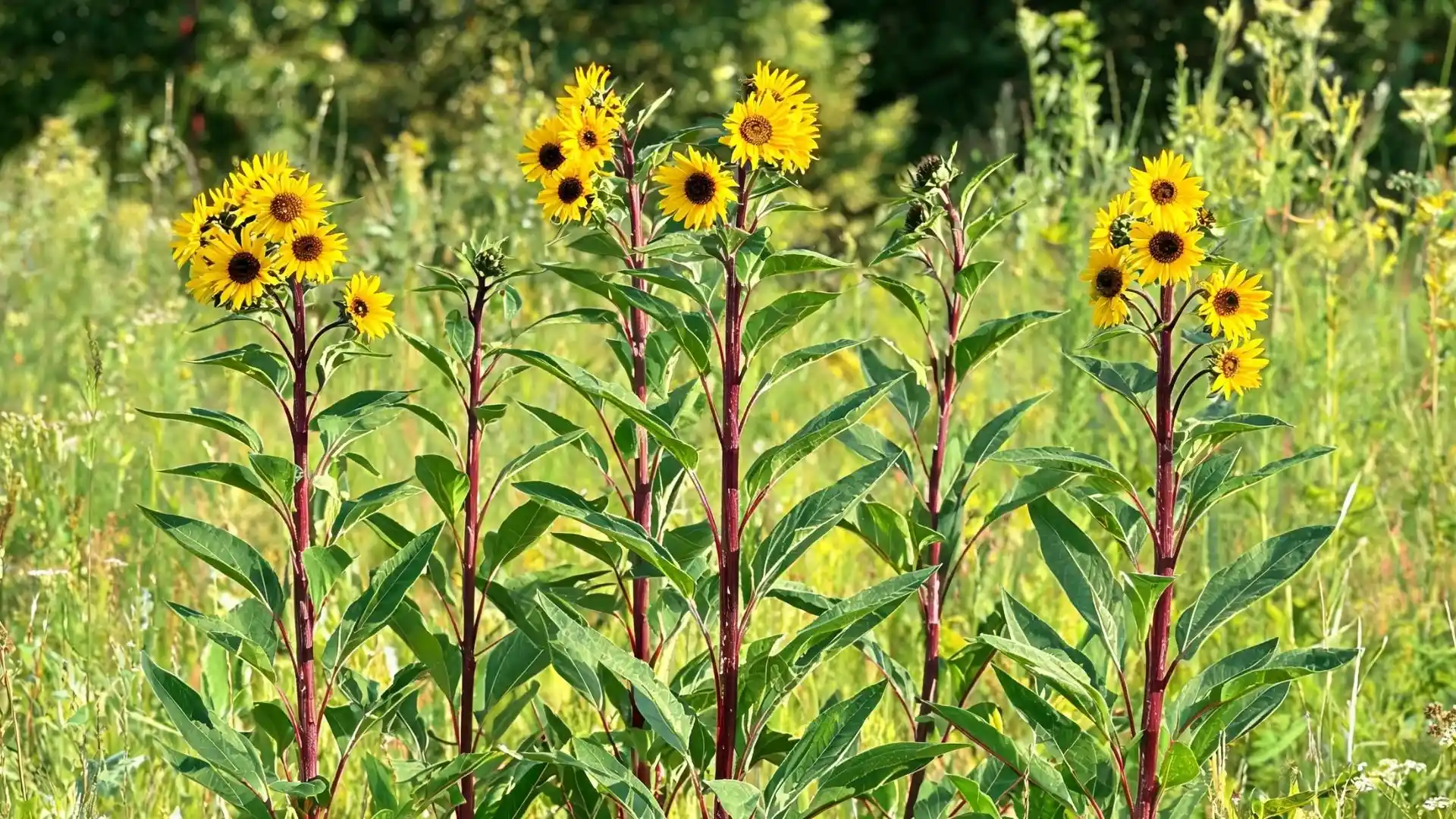 yellow sunflowers with dark centers growing on tall green stems in a wild meadow with lush foliage background