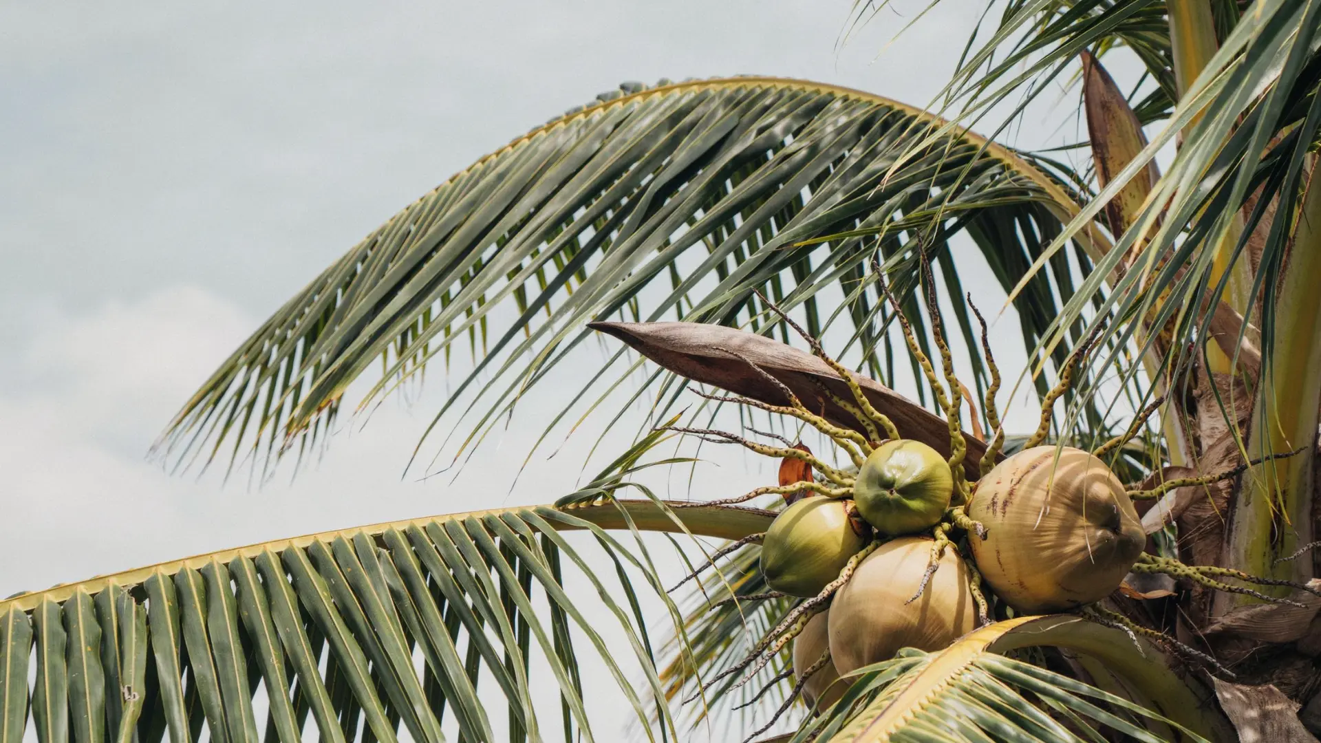 a close-up cluster of green and golden coconuts hanging beneath curved palm fronds
