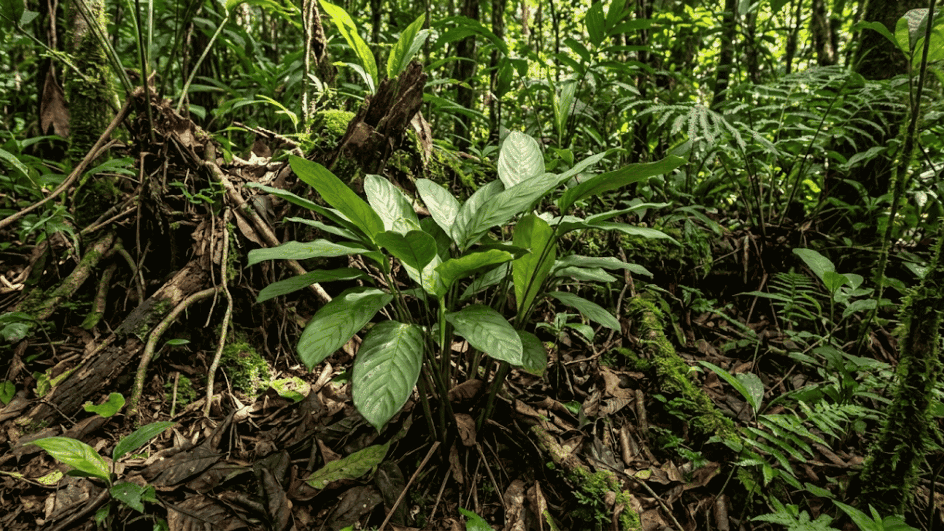 alathea toroi in a shaded central american forest understory