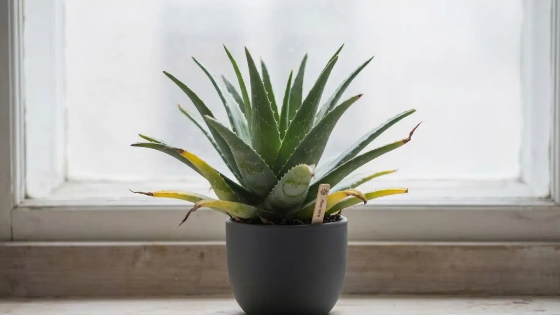aloe plant with yellowing lower leaves and brown tips in a gray pot beside a bright window