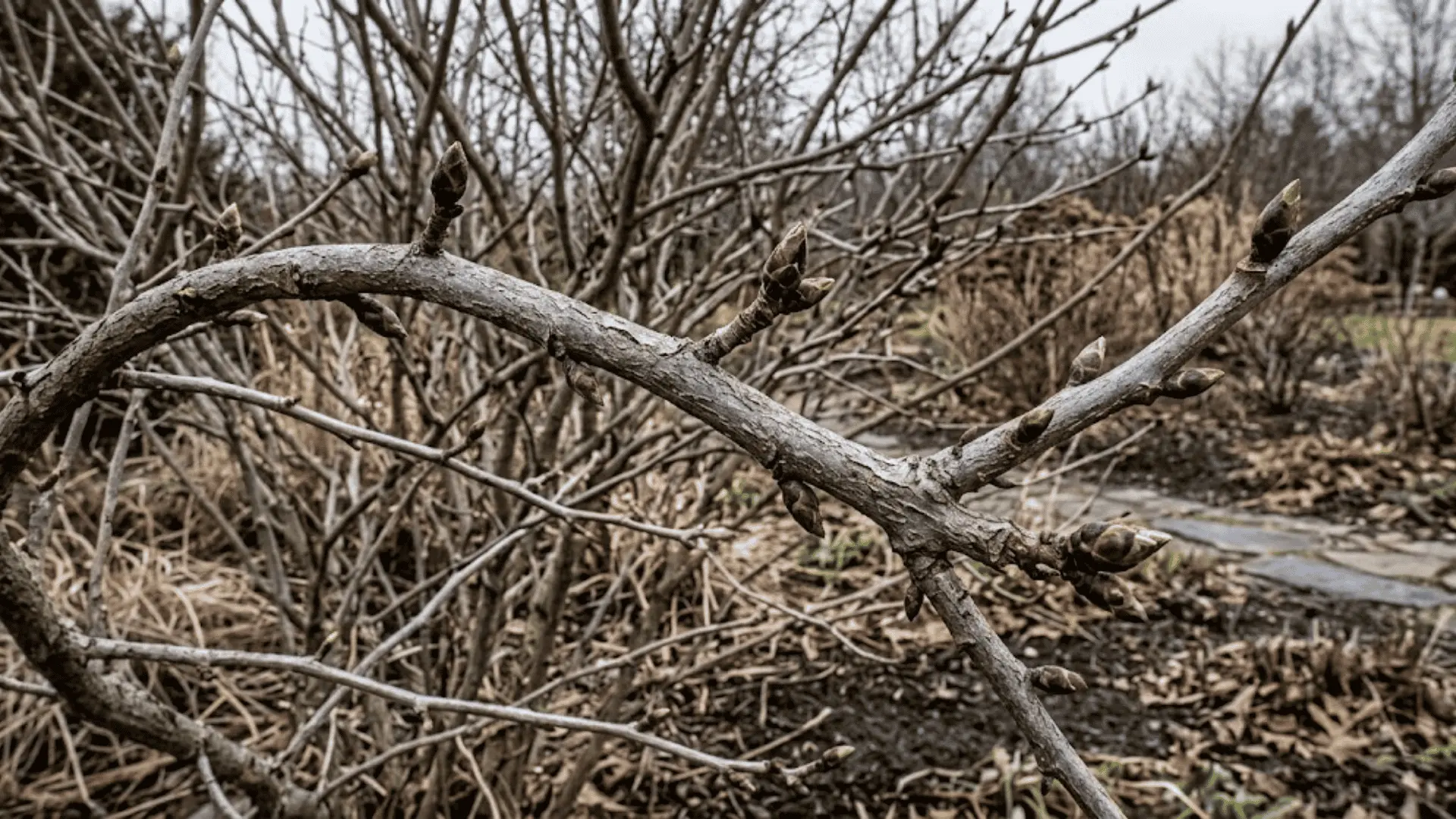 bare rose of sharon branch with new leaf buds emerging in early spring