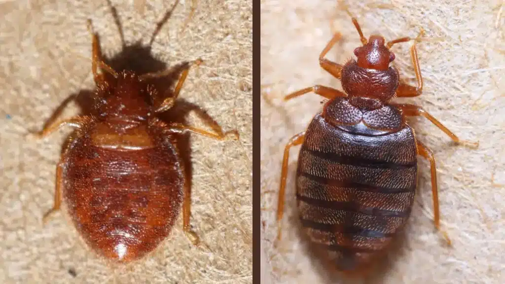 side by side close up comparison of a reddish brown bat bug and bed bug showing body differences