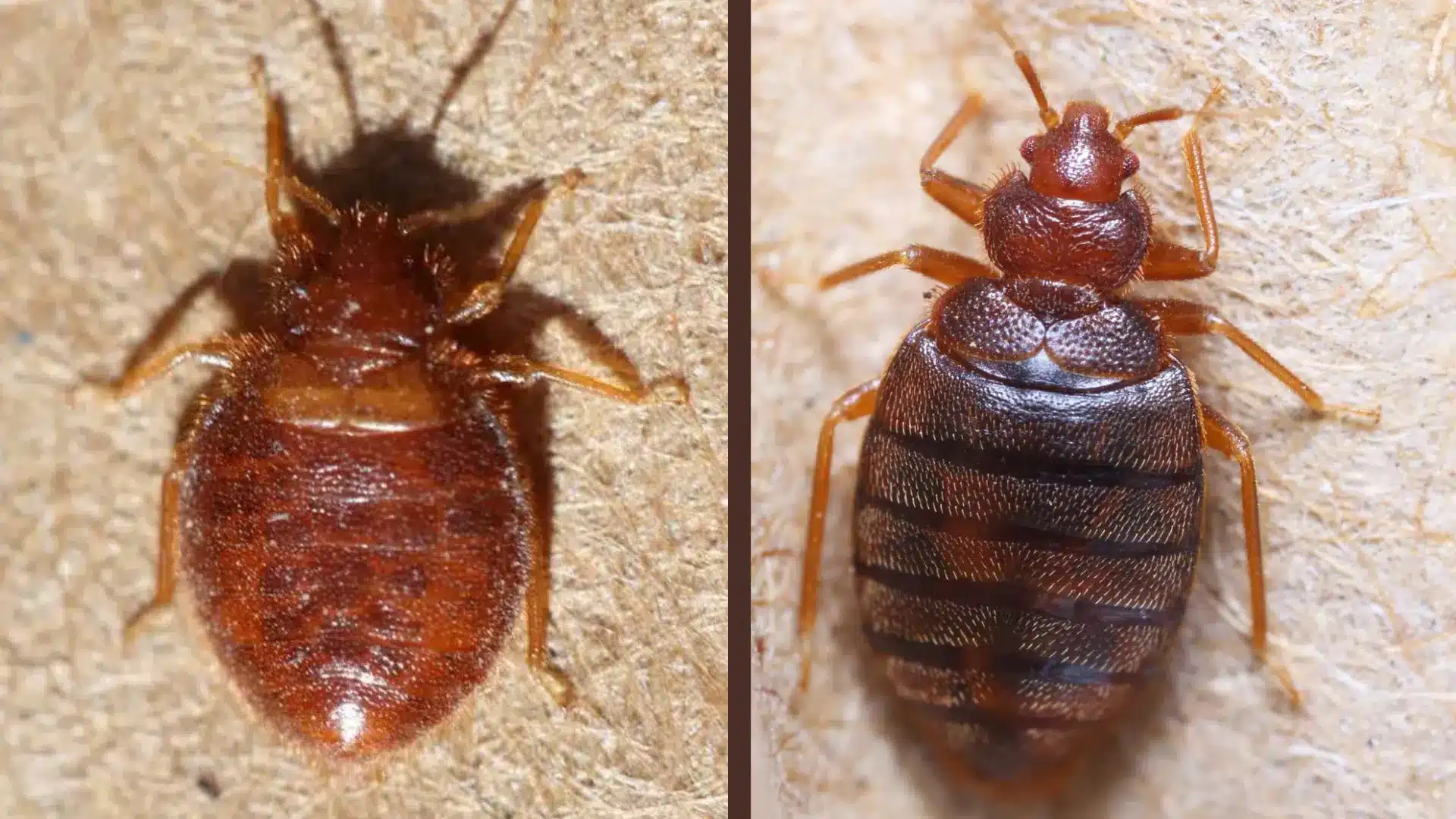 side by side close up comparison of a reddish brown bat bug and bed bug showing body differences