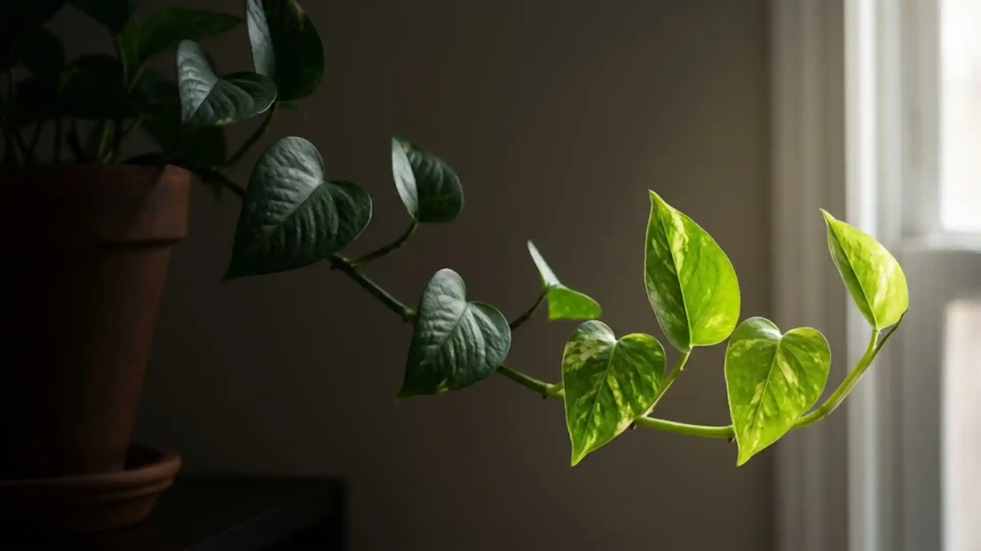 best-low-light-houseplants-for-every-dim-corner