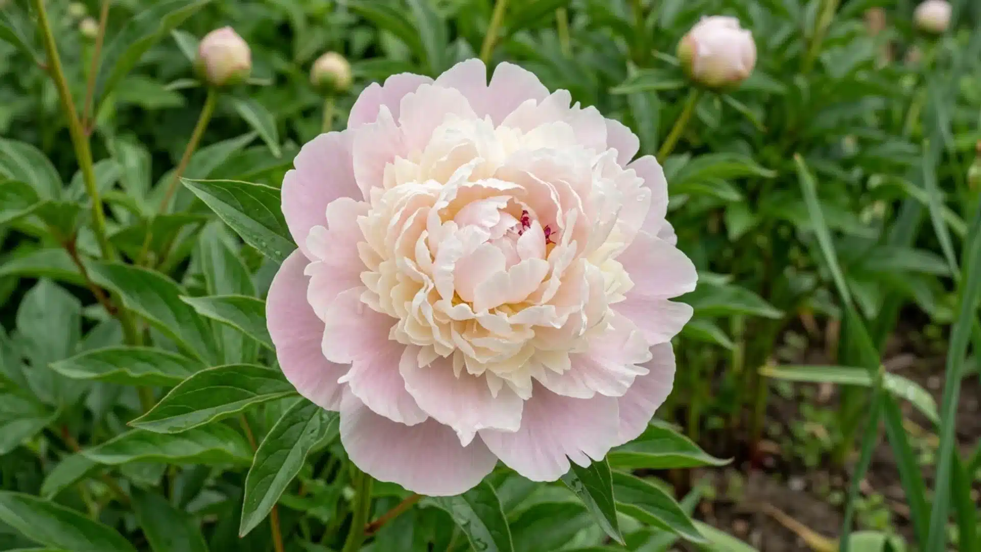 blush pink shirley temple peony bloom fading to cream growing in a green garden
