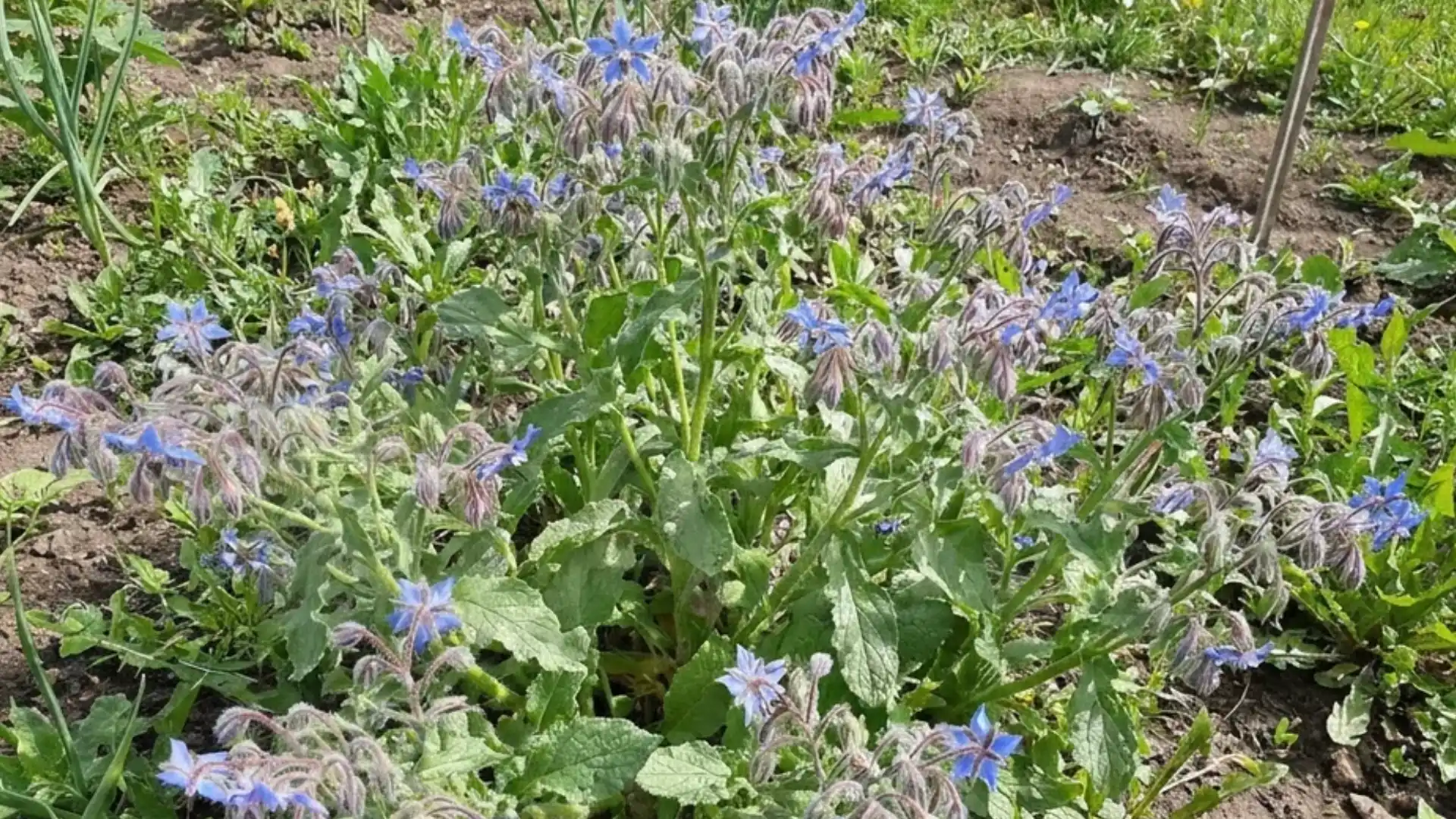 borage plants with star-shaped blue flowers in a garden bed