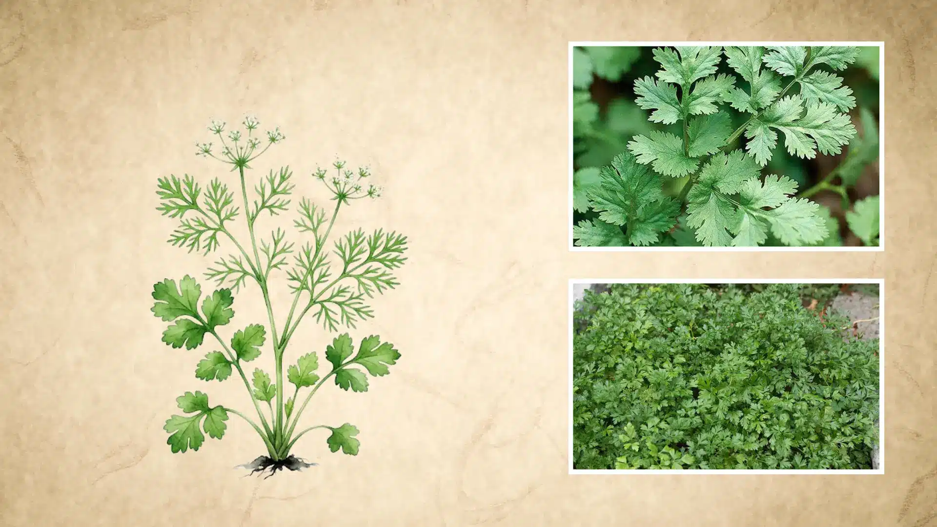 botanical drawing of cilantro next to photos of dense green leaves growing outdoors