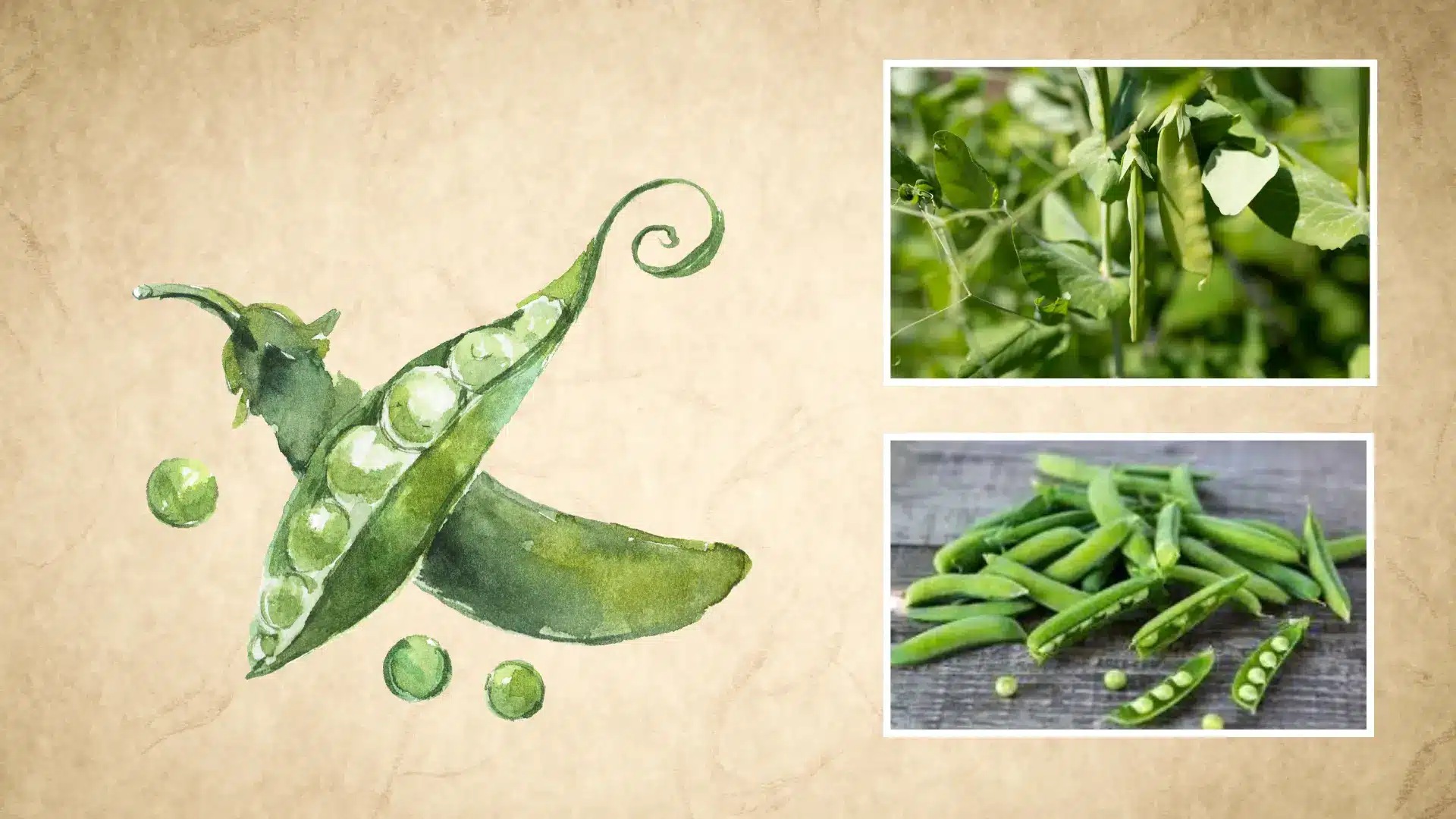 botanical sketch of an open pea pod next to real photos of fresh pods growing on a vine