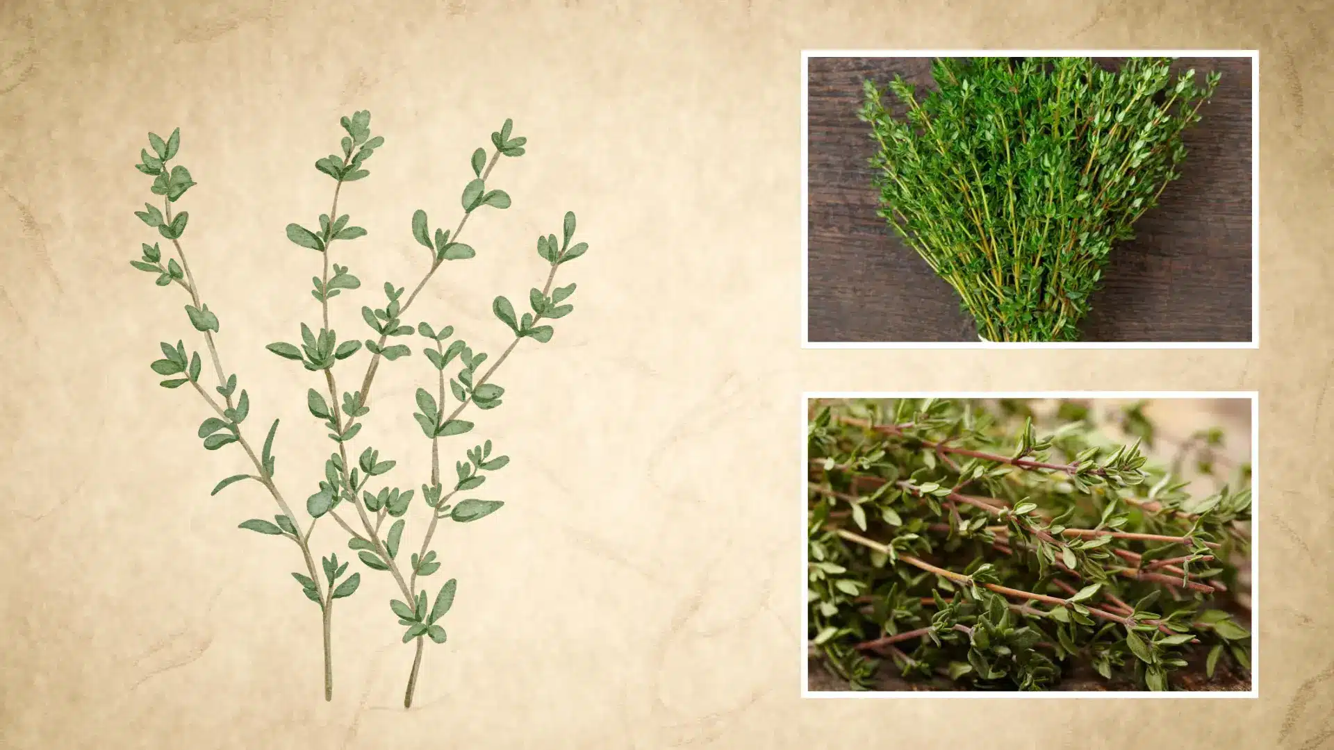 botanical thyme sprig drawing paired with fresh cut bundles and close up leafy branches on wood