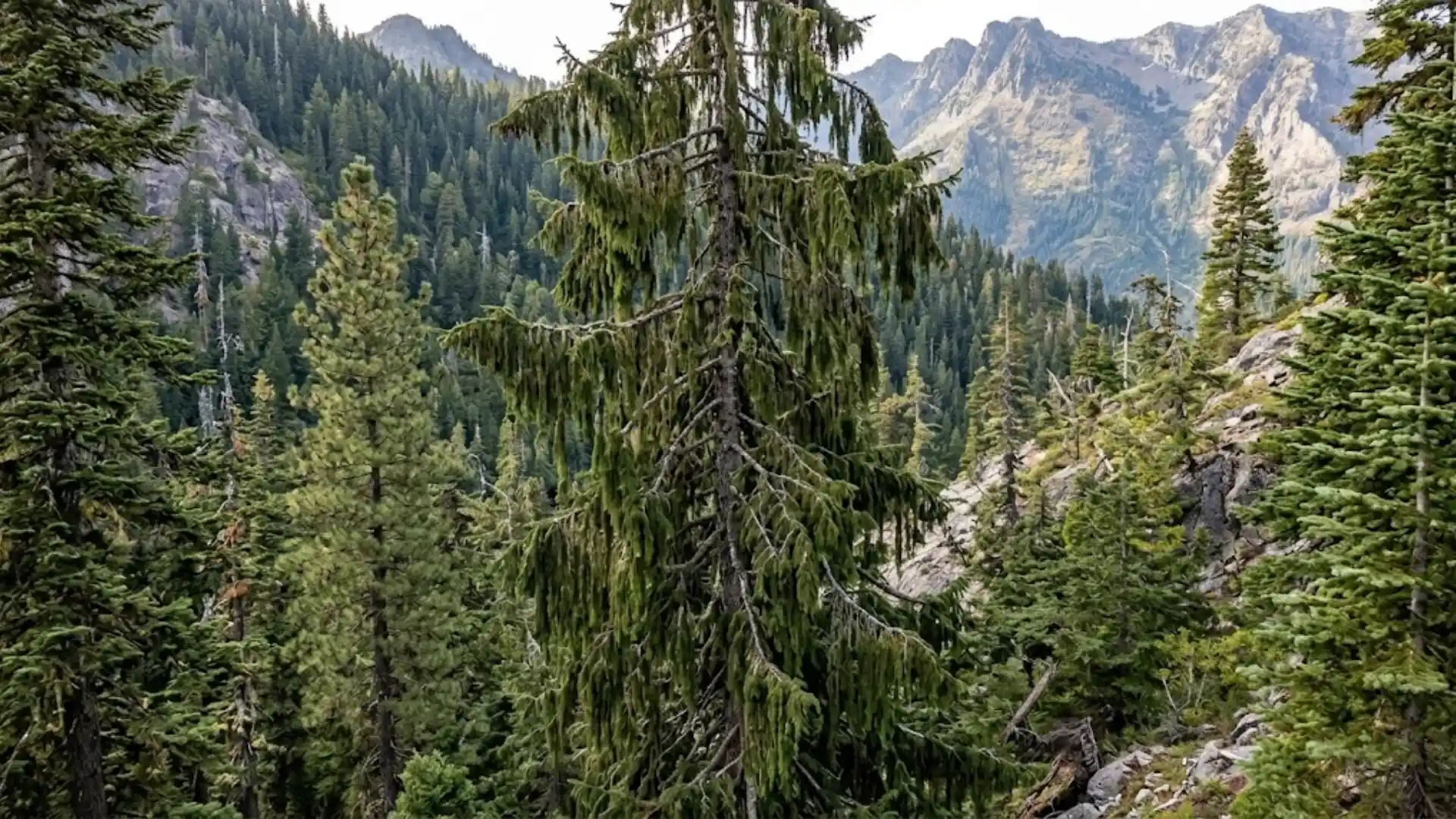 brewer spruce with long weeping branchlets on a mountain slope