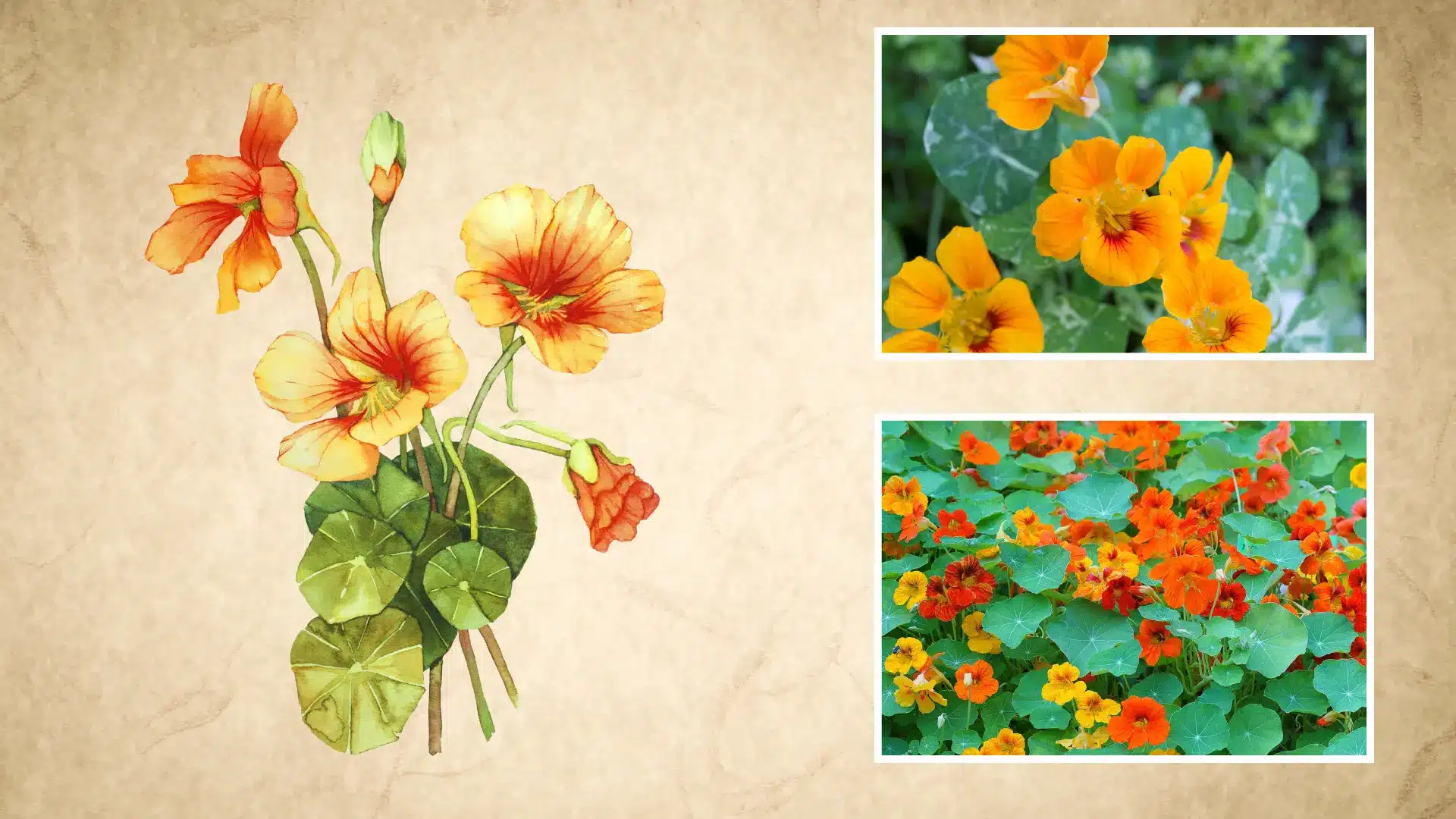 bright orange nasturtium flowers blooming among round green leaves next to a botanical drawing