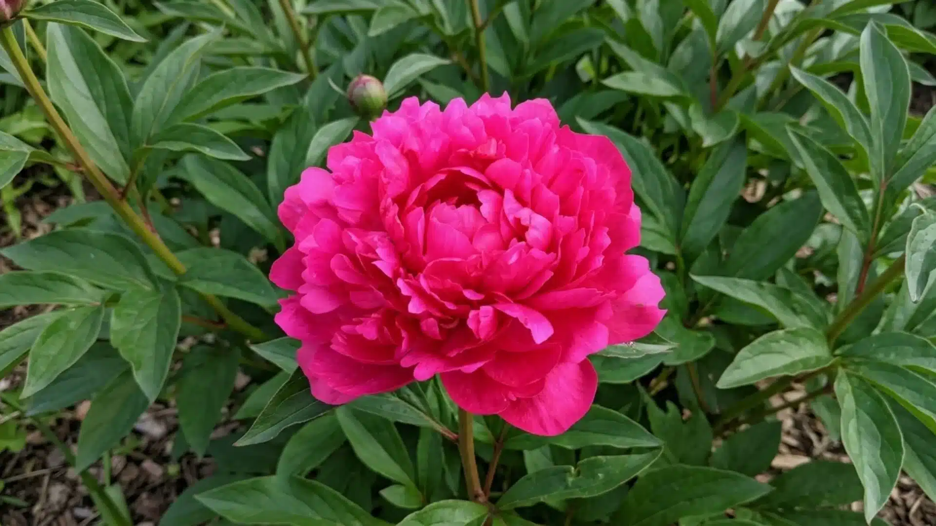bright pink kansas peony bloom with golden center growing among green garden foliage