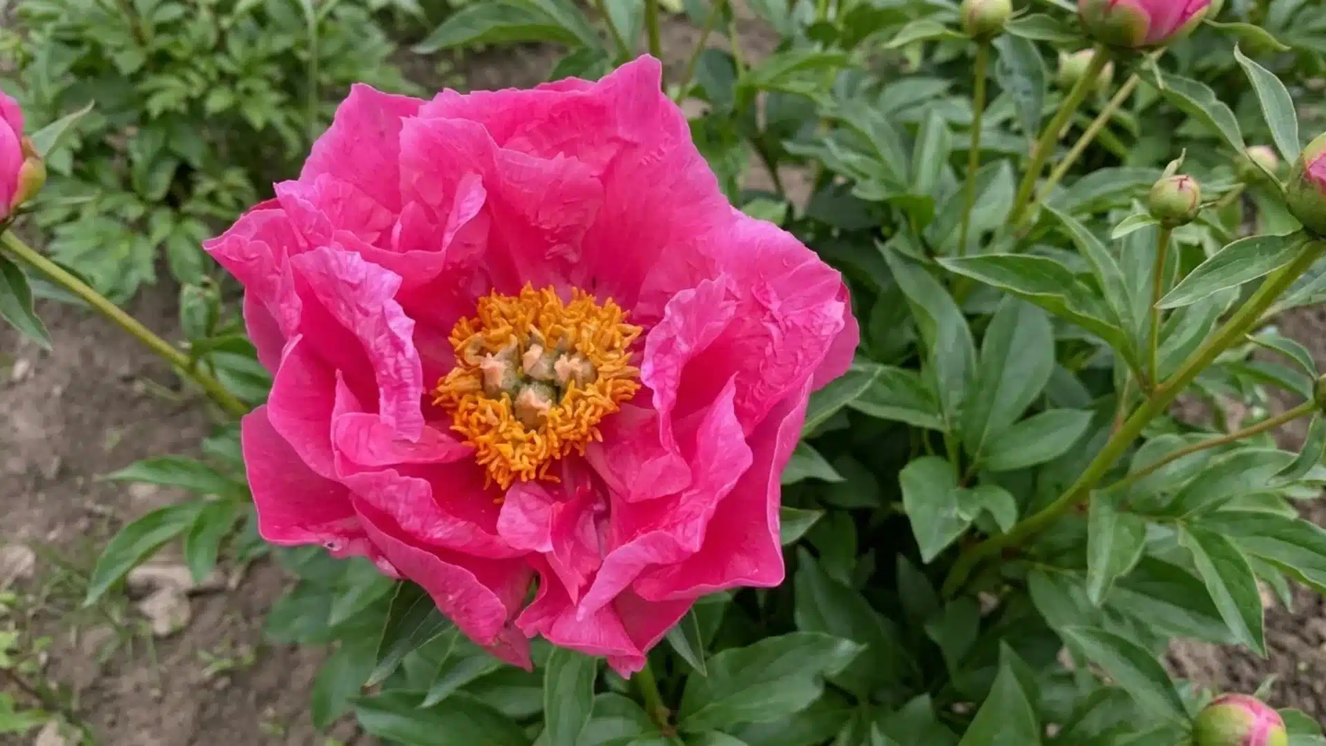 bright pink paula fay peony bloom with golden center growing in a lush green garden bed