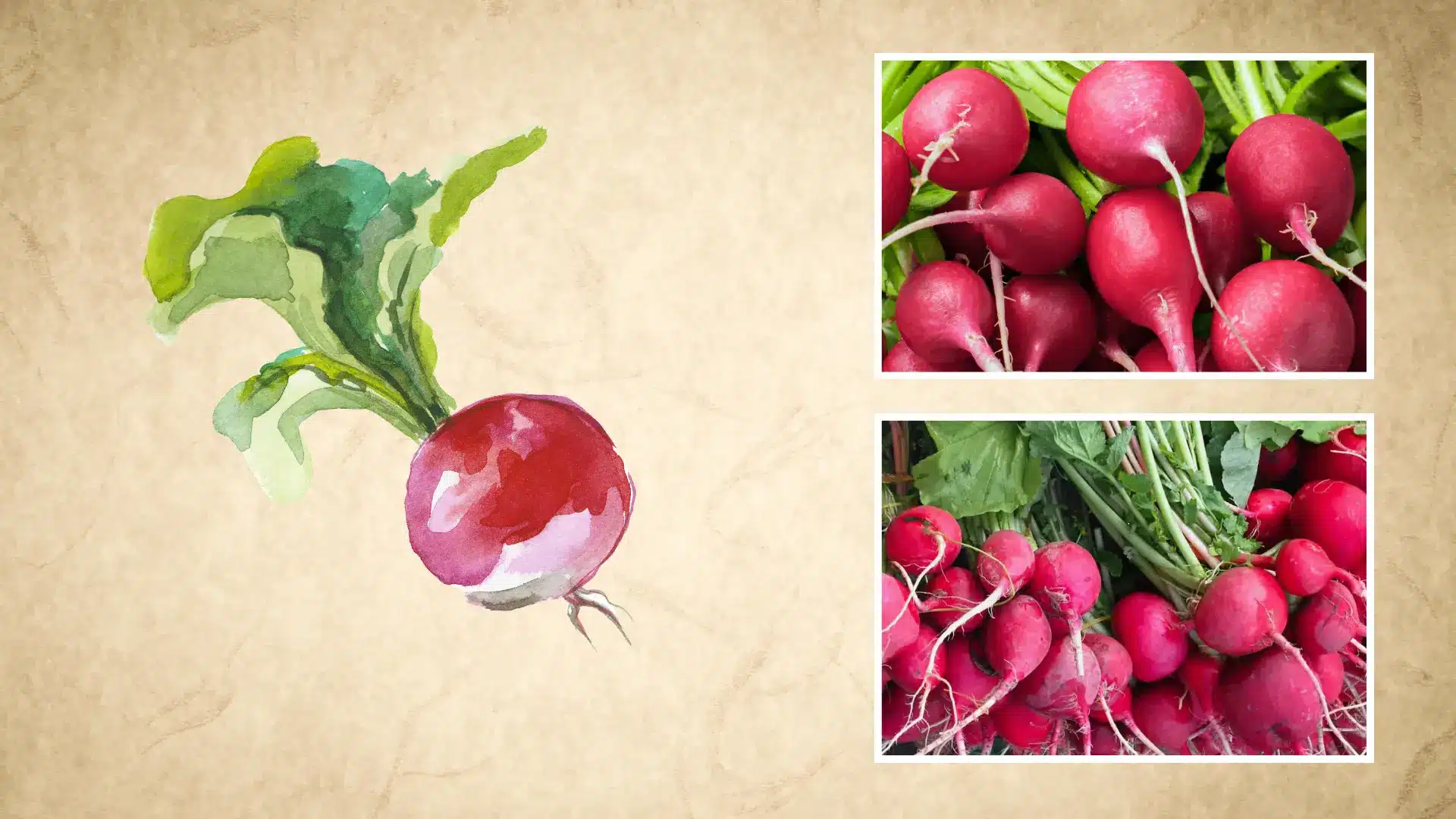 bright red radish bunches with green leaves shown together with a simple watercolor sketch