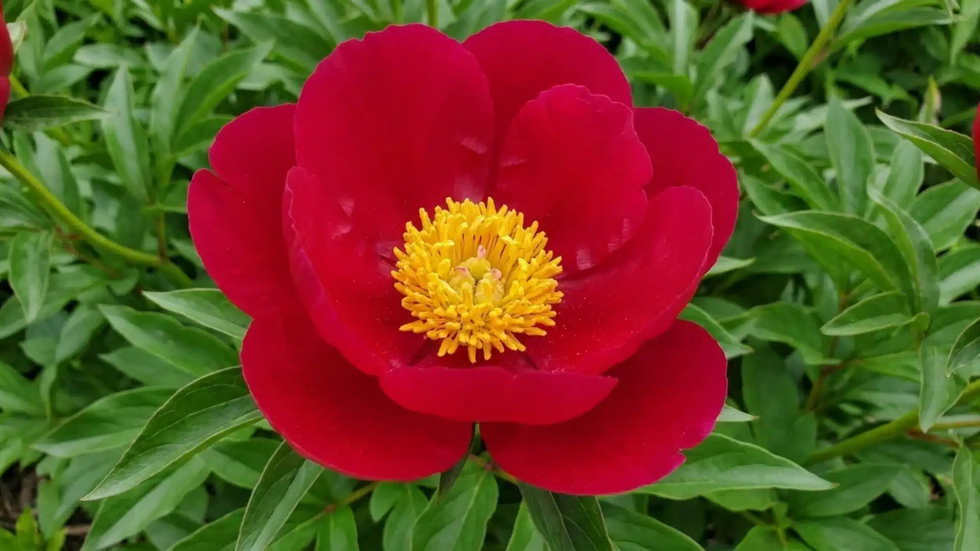 bright red scarlett o'hara peony bloom with golden center growing in a green garden bed