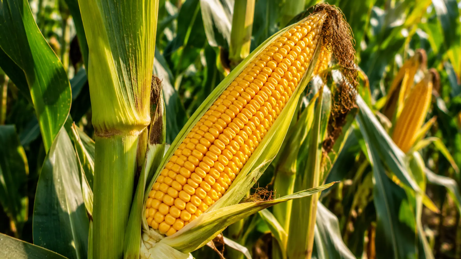 bright yellow corn on the cob with fresh green husks growing on a healthy corn stalk