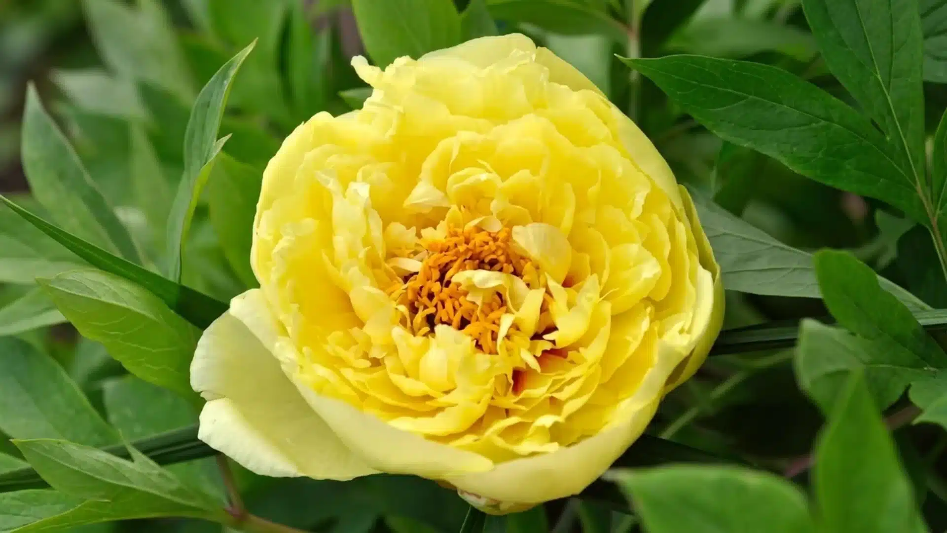 bright yellow crown itoh peony bloom with golden center surrounded by lush green leaves