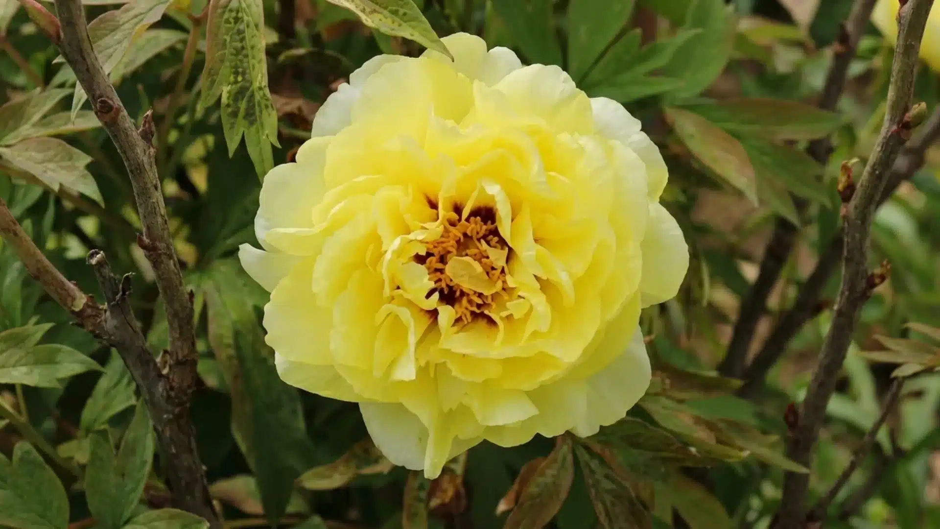 bright yellow high noon tree peony bloom with golden center growing among woody branches