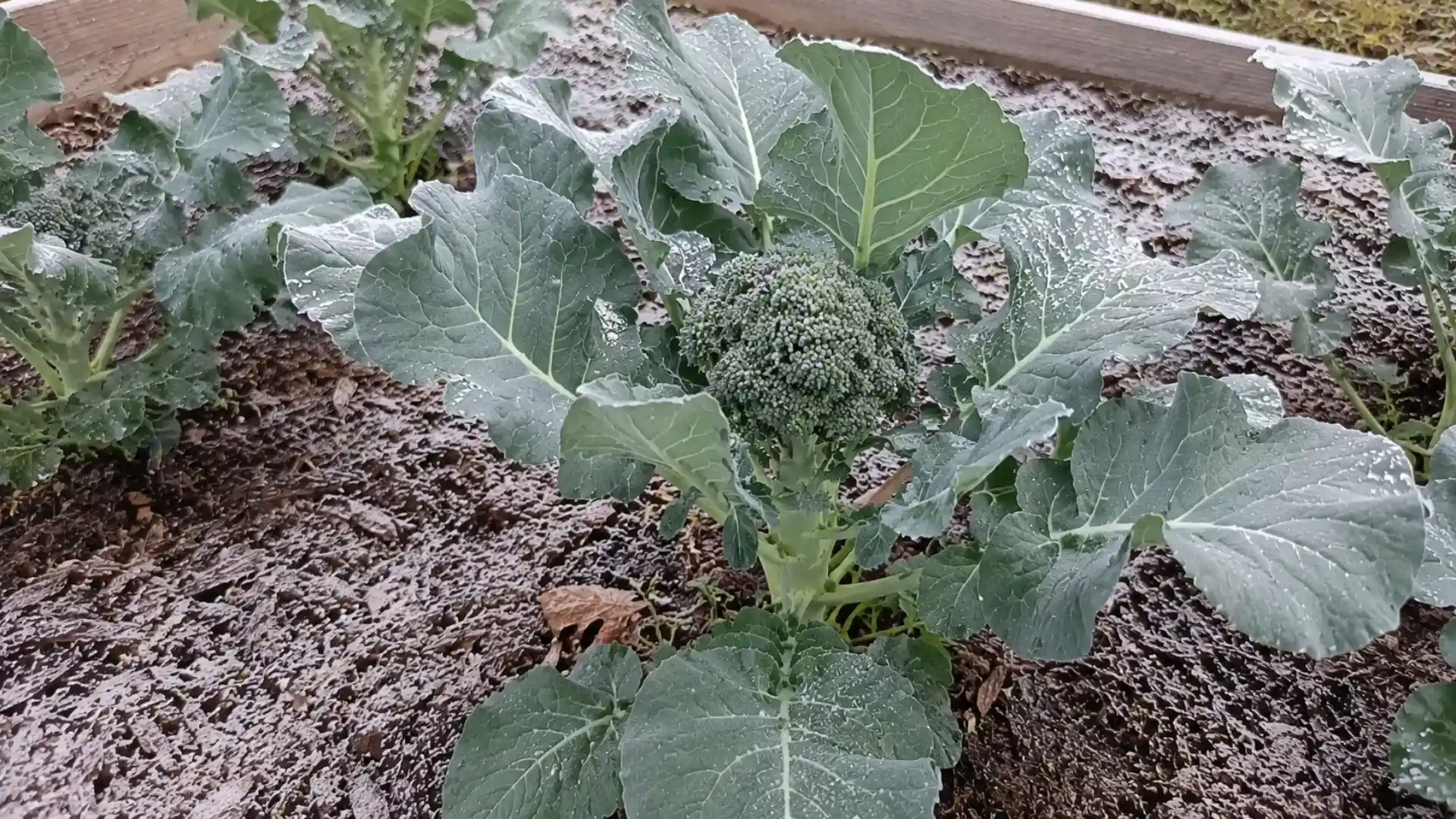 broccoli plant with a light frost coating on leaves in a raised garden bed
