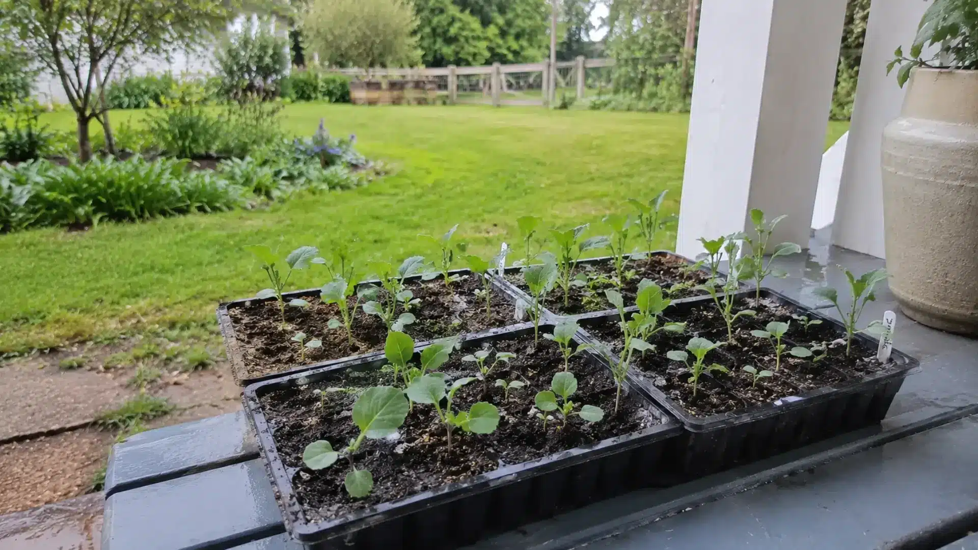 broccoli seedling trays placed outdoors on a porch step for hardening off