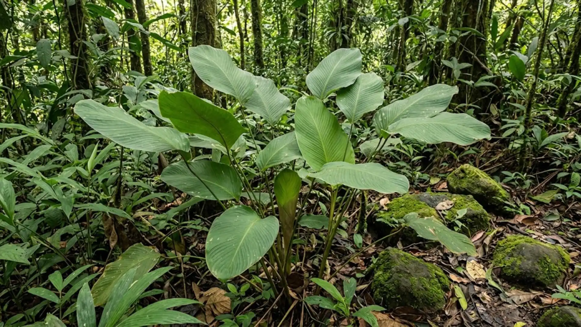 calathea asplundii with broad leaves in south american forest