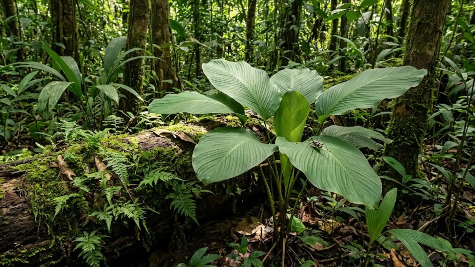 calathea brenesii growing in a costa rican humid forest