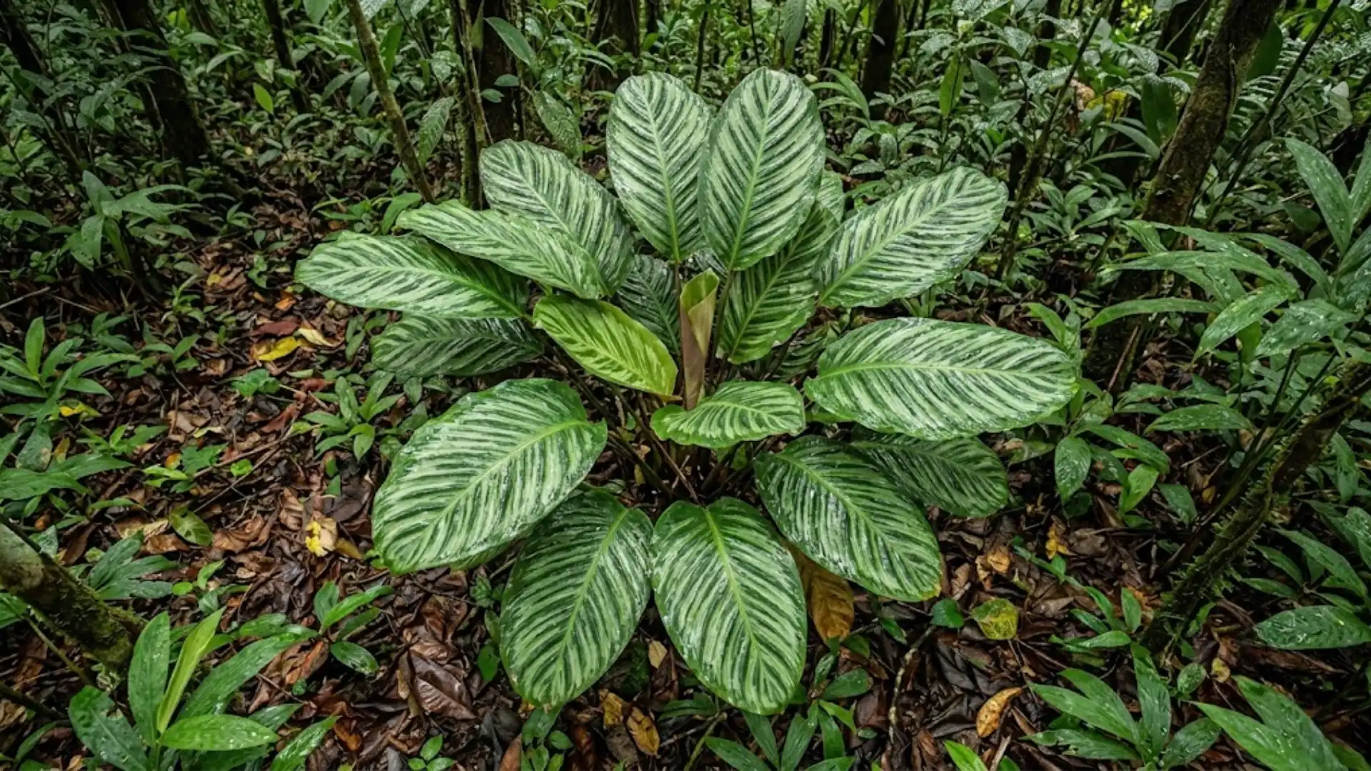 calathea caesariata with fringed bracts in tropical forest