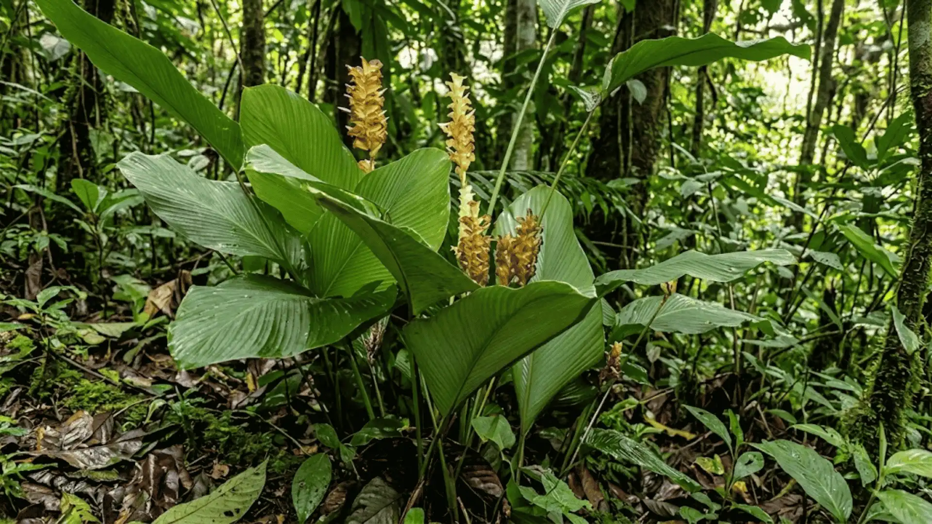 calathea casupito with broad leaves in central american forest