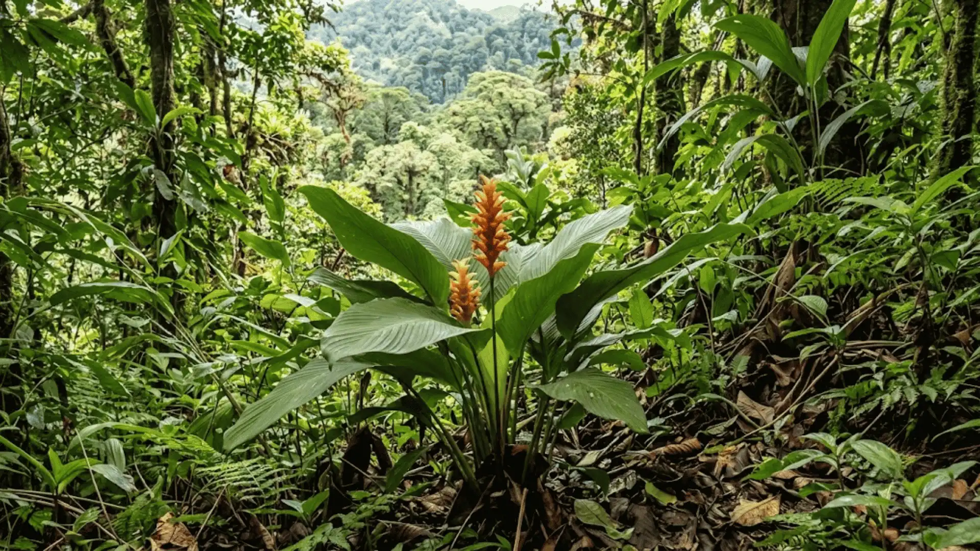 calathea chiriquensis growing in panama's chiriquí forest region