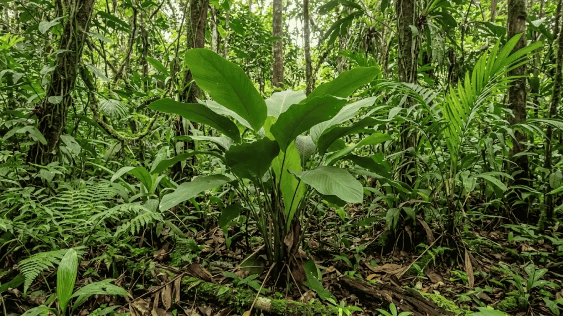 calathea cofaniorum growing in a humid south american forest