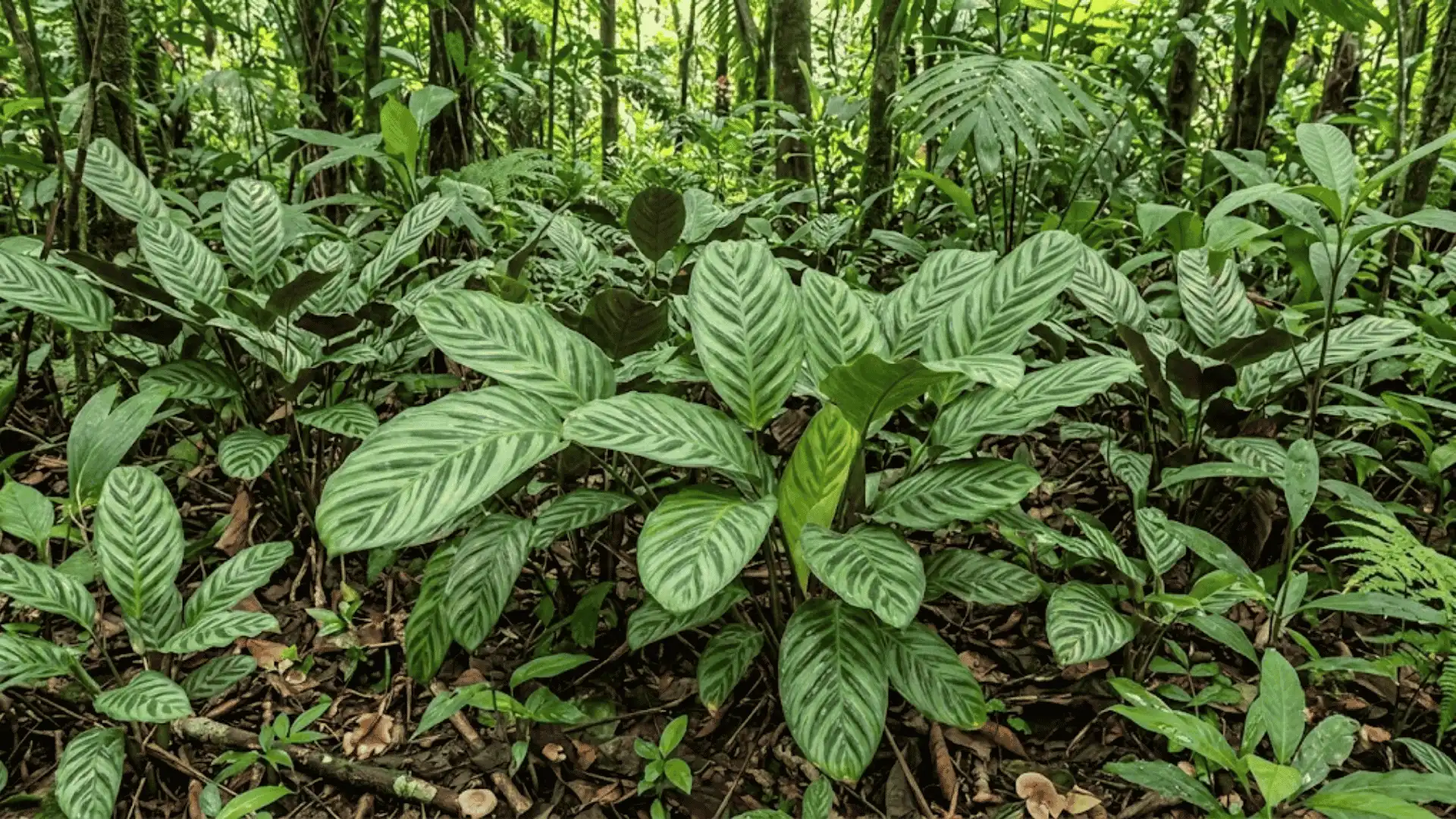 calathea confusa growing among similar tropical understory plants