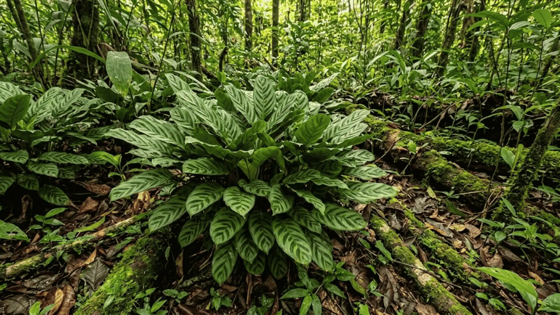 calathea congesta with dense clustered growth in forest
