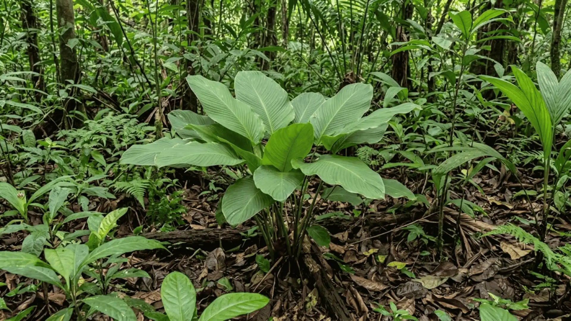 calathea croatii growing in a shaded central american forest