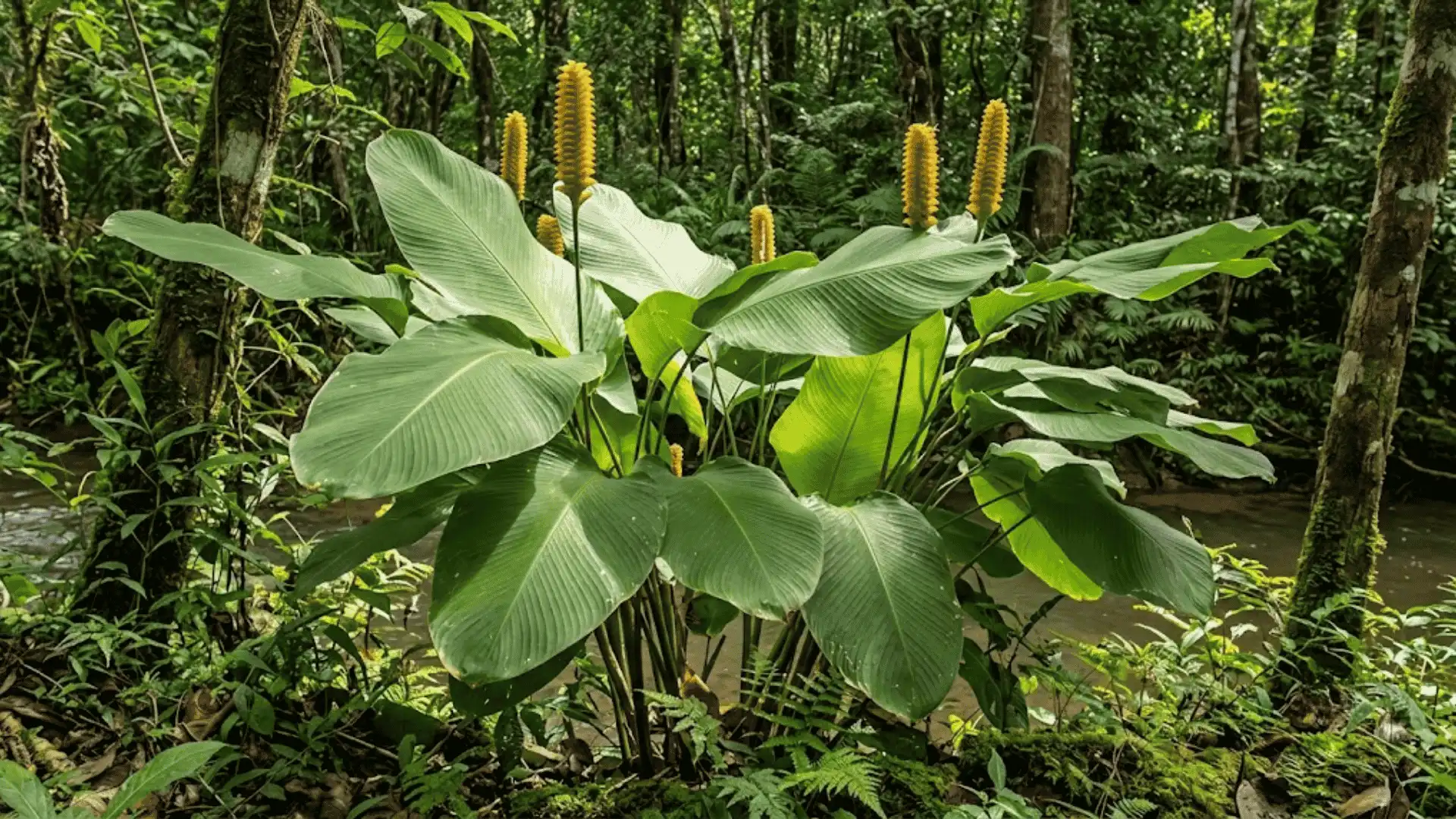 calathea crotalifera with a tall yellow rattlesnake shaped bloom