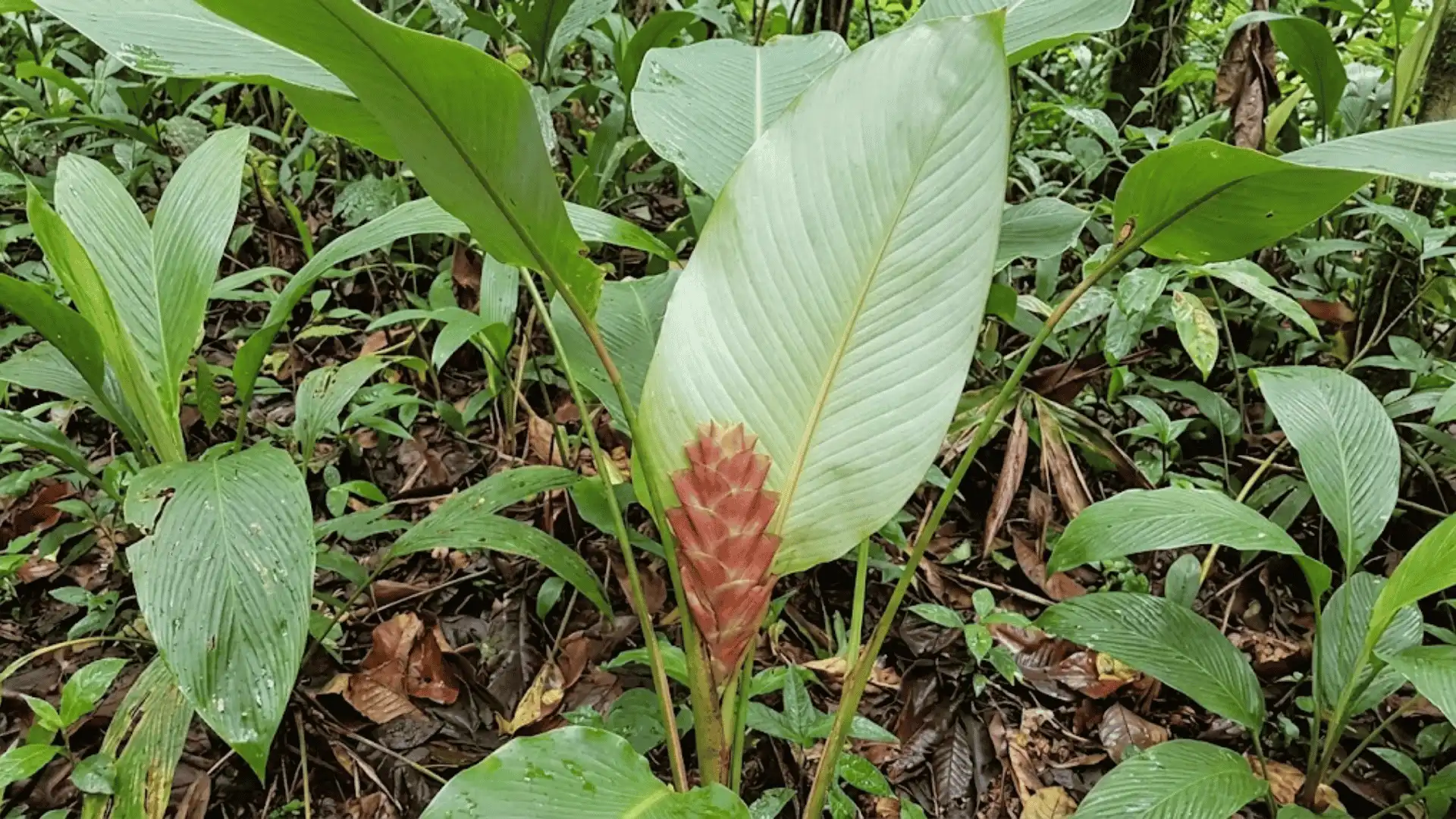 calathea erythrolepis with reddish leaf tones in humid forest